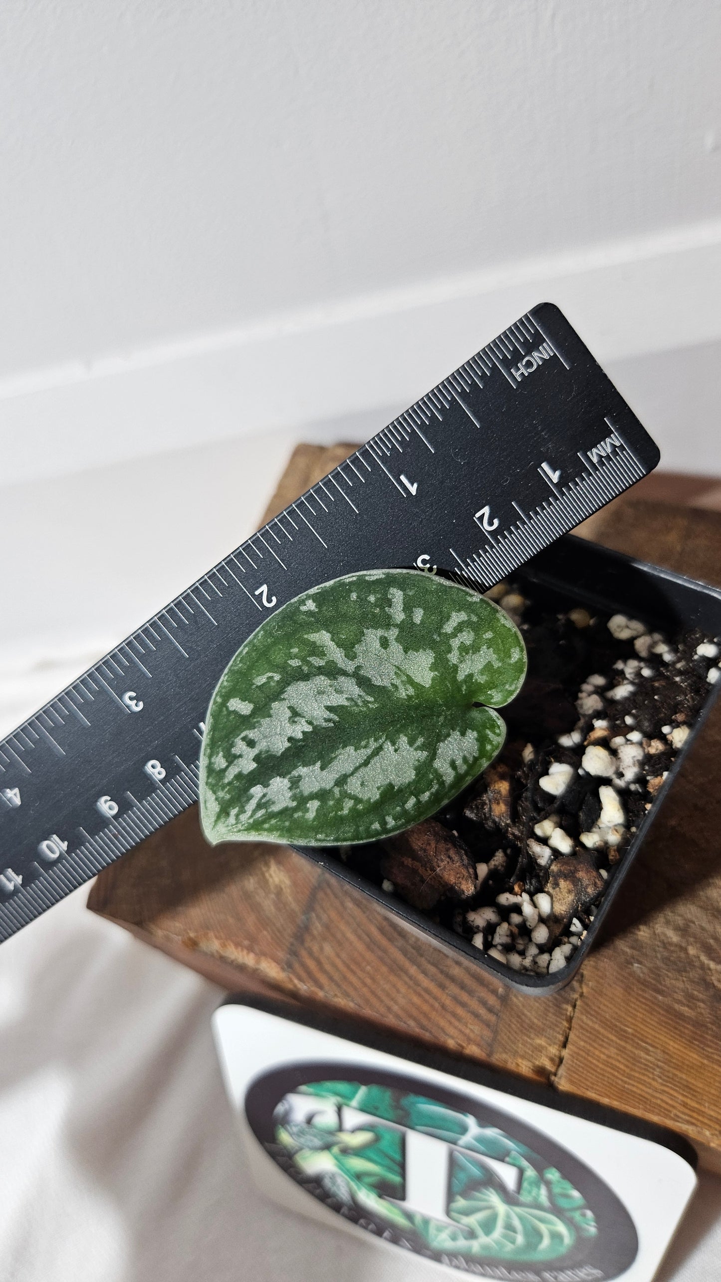 Scindapsus Silver Queen (SCI-1029)