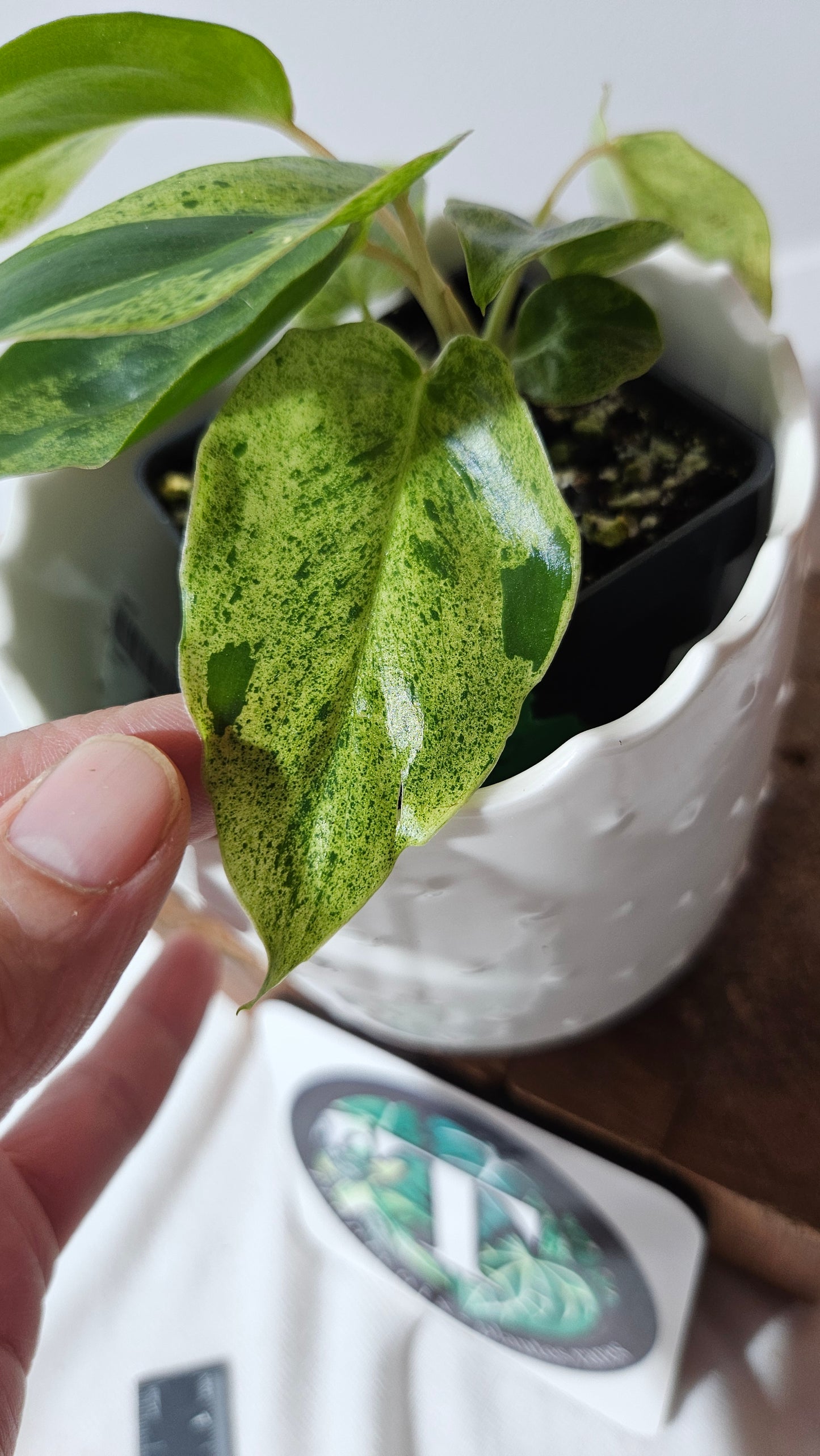 Philodendron BurleMarx Variegata X Paraiso Verde (PHI-859)