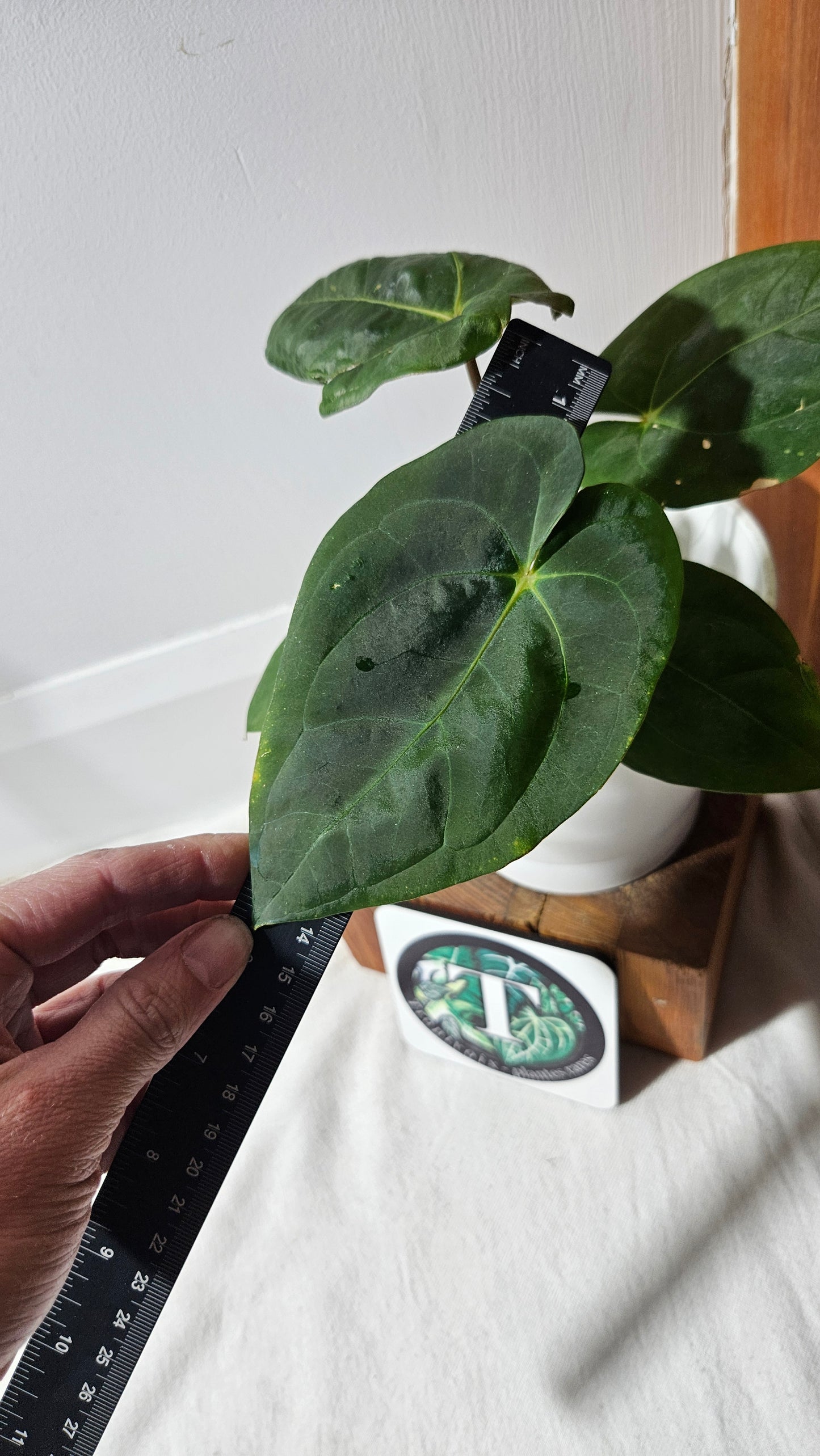 Anthurium Goliath "MEDIUM format" (ANT-331)