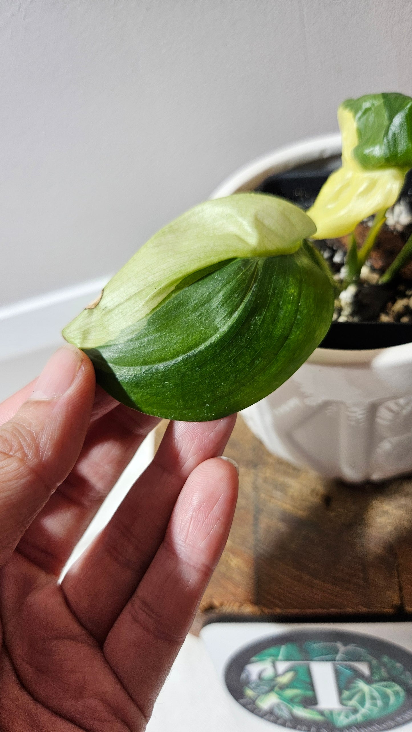 Scindapsus Blue Albo (SCI-1203)