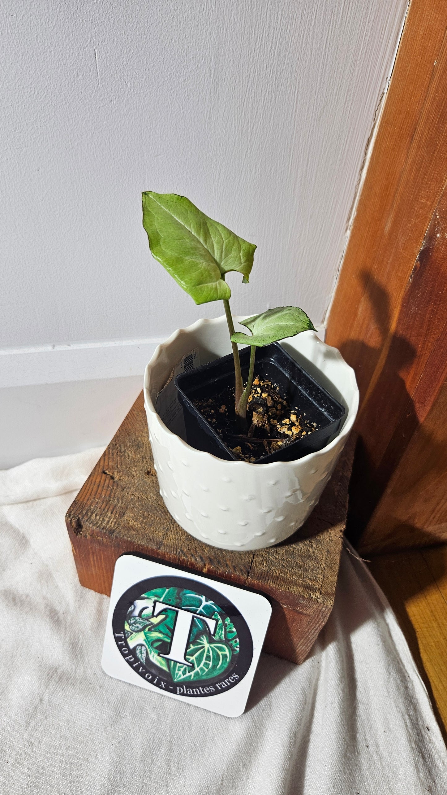 Syngonium Moonshine (SYN-413)