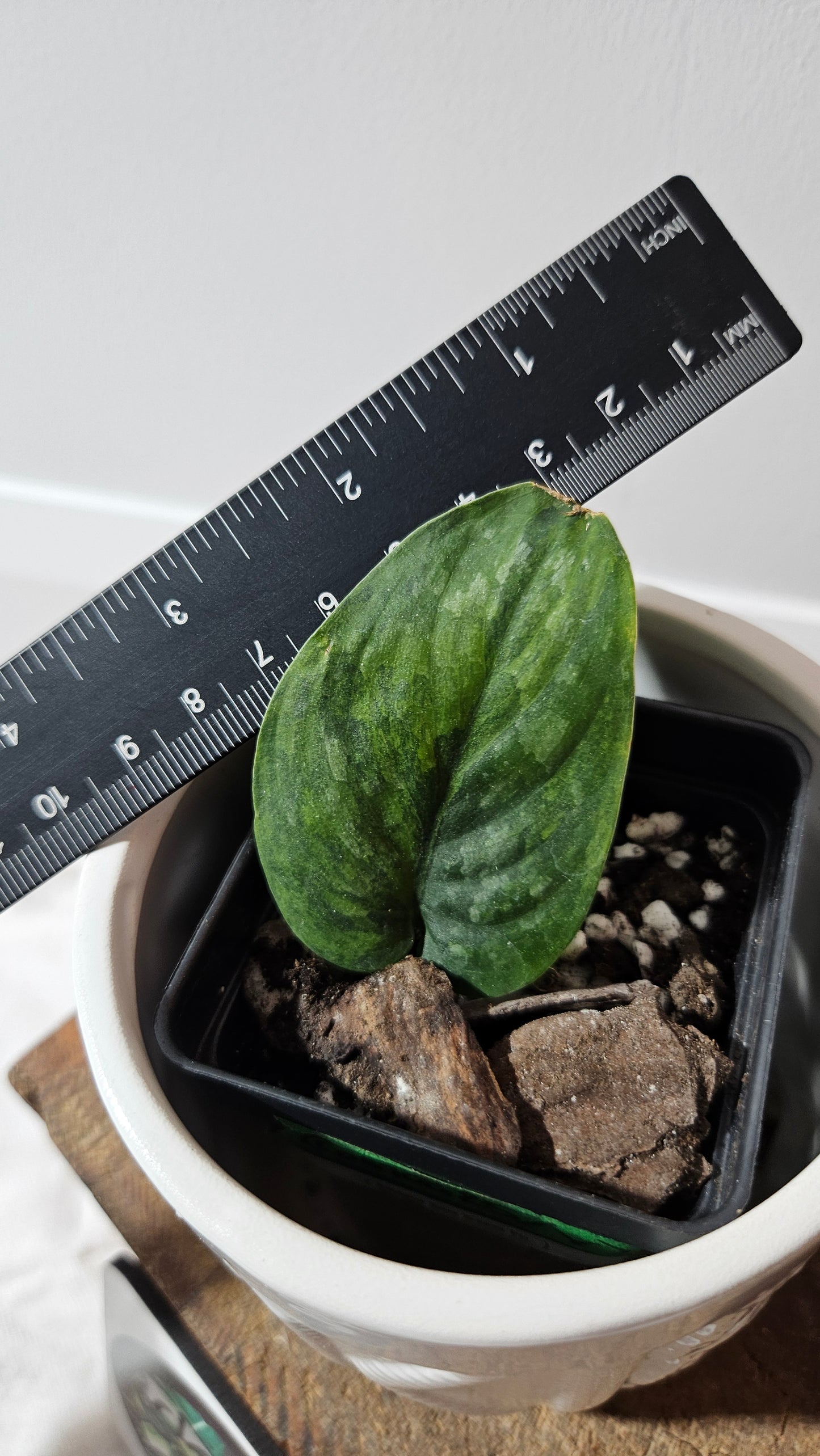 Scindapsus Green Dragon Variegata (SCI-1172)