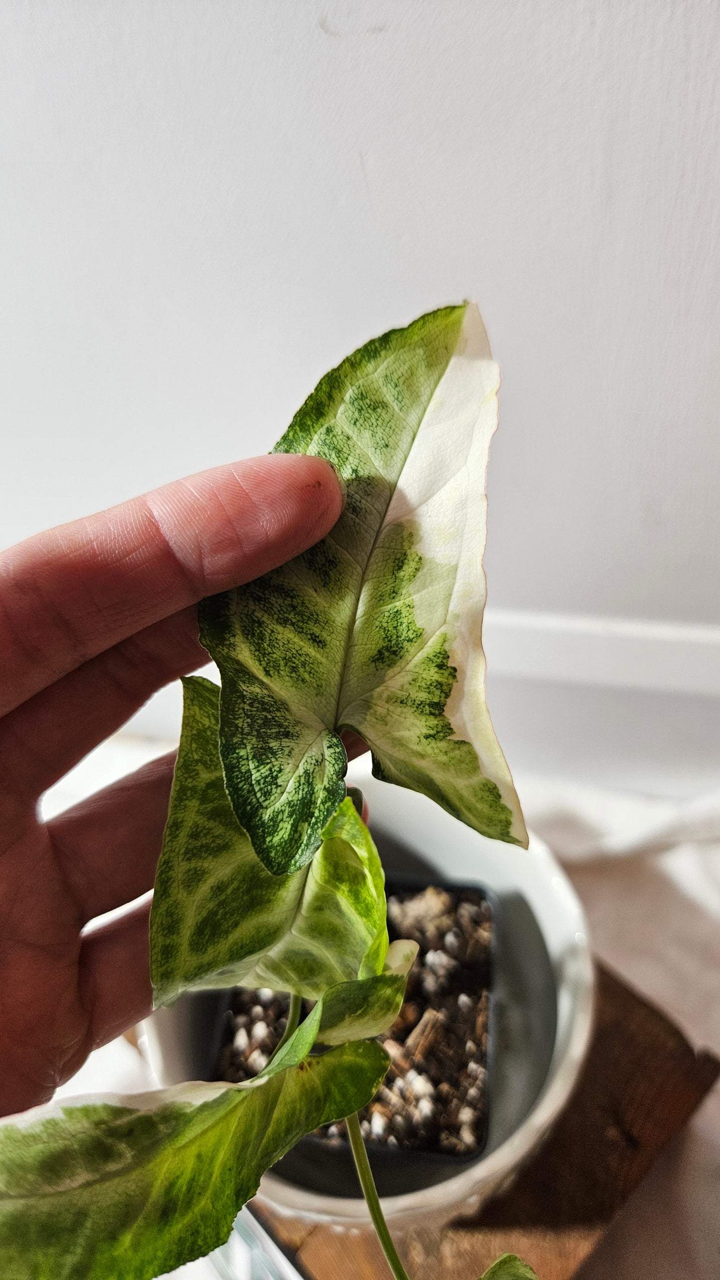 Syngonium T25 (SYN-428)