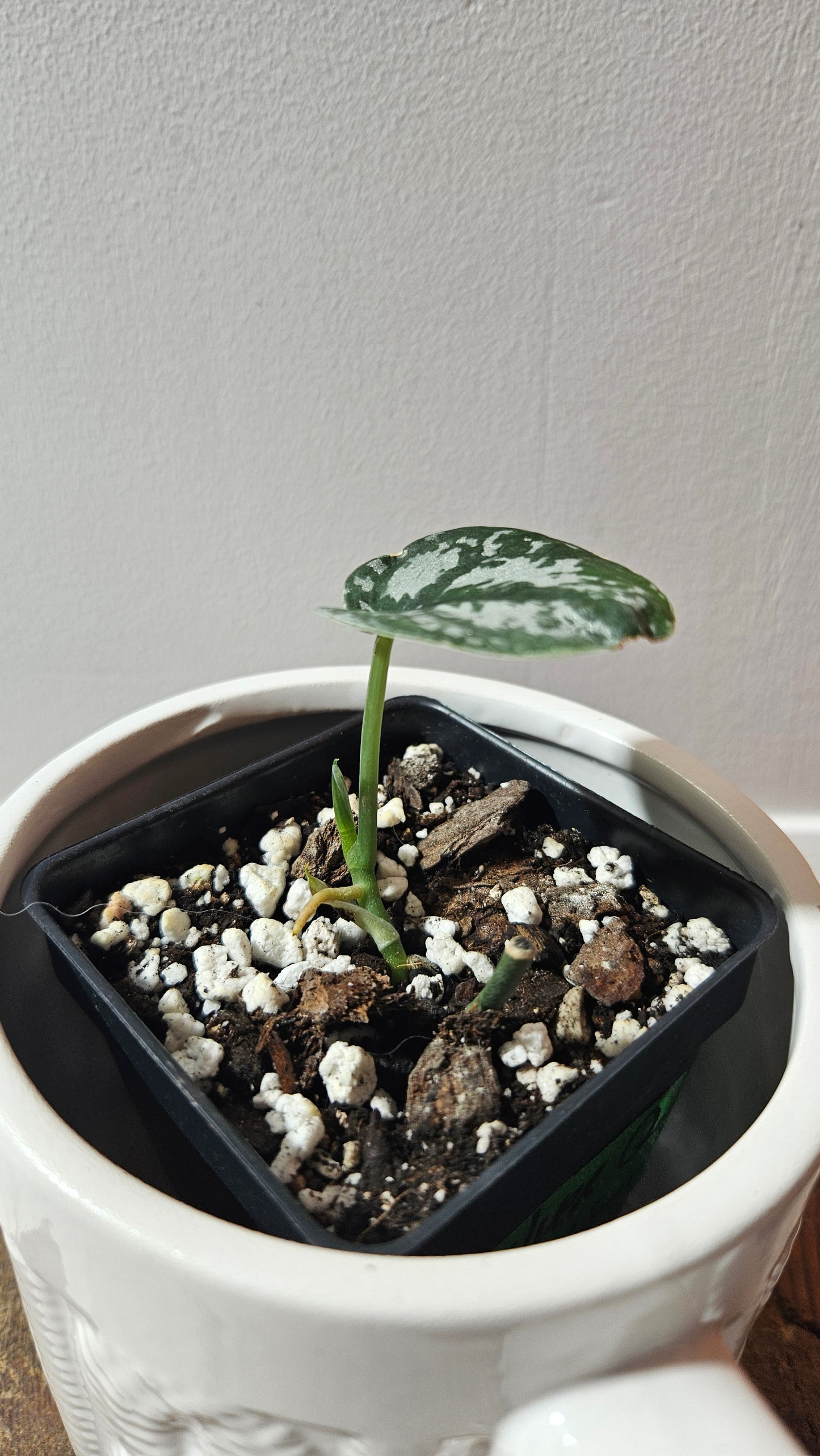 Scindapsus Silver Queen (SCI-1186)