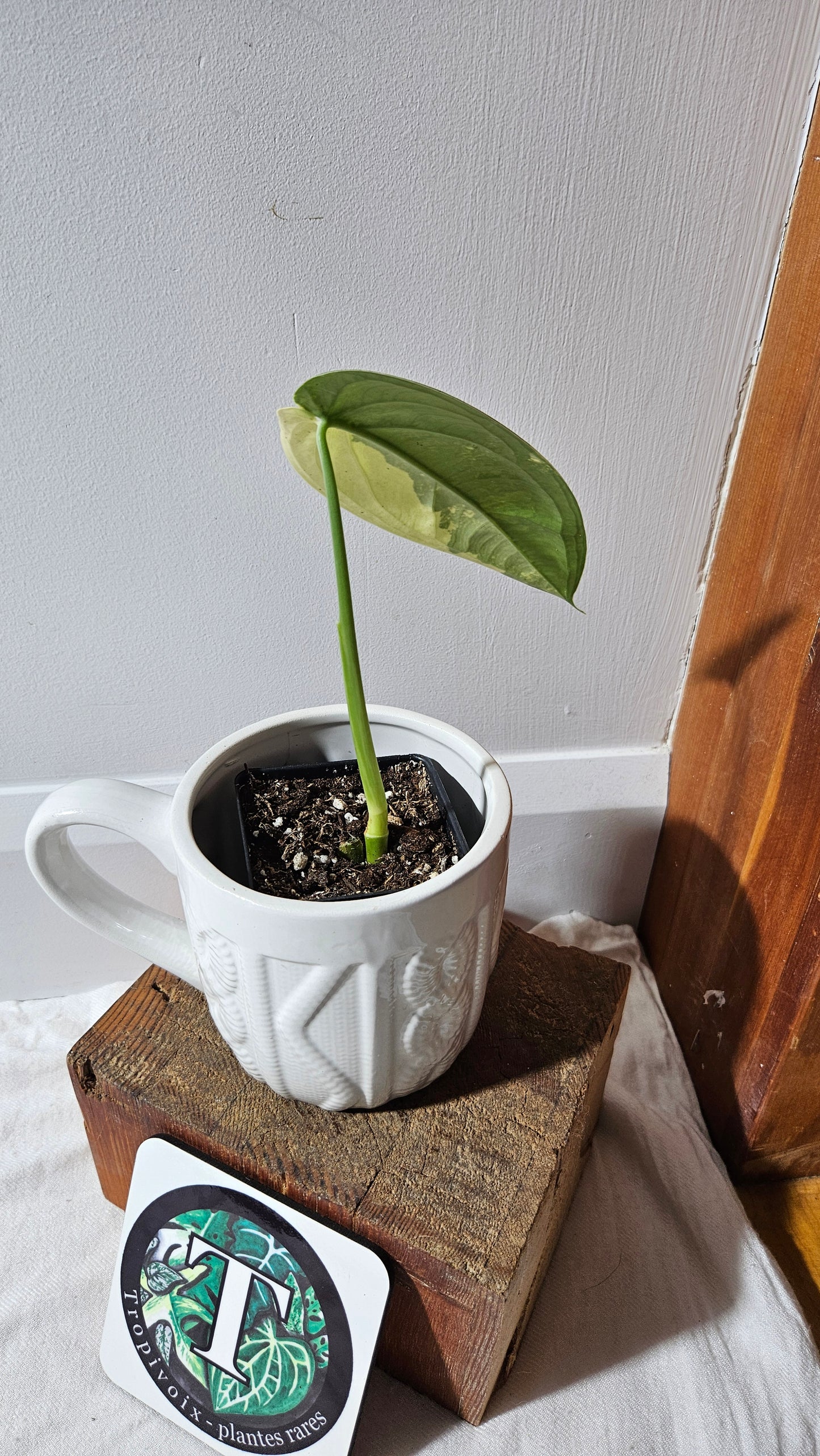 Syngonium Chiapense Albo (SYN-464)