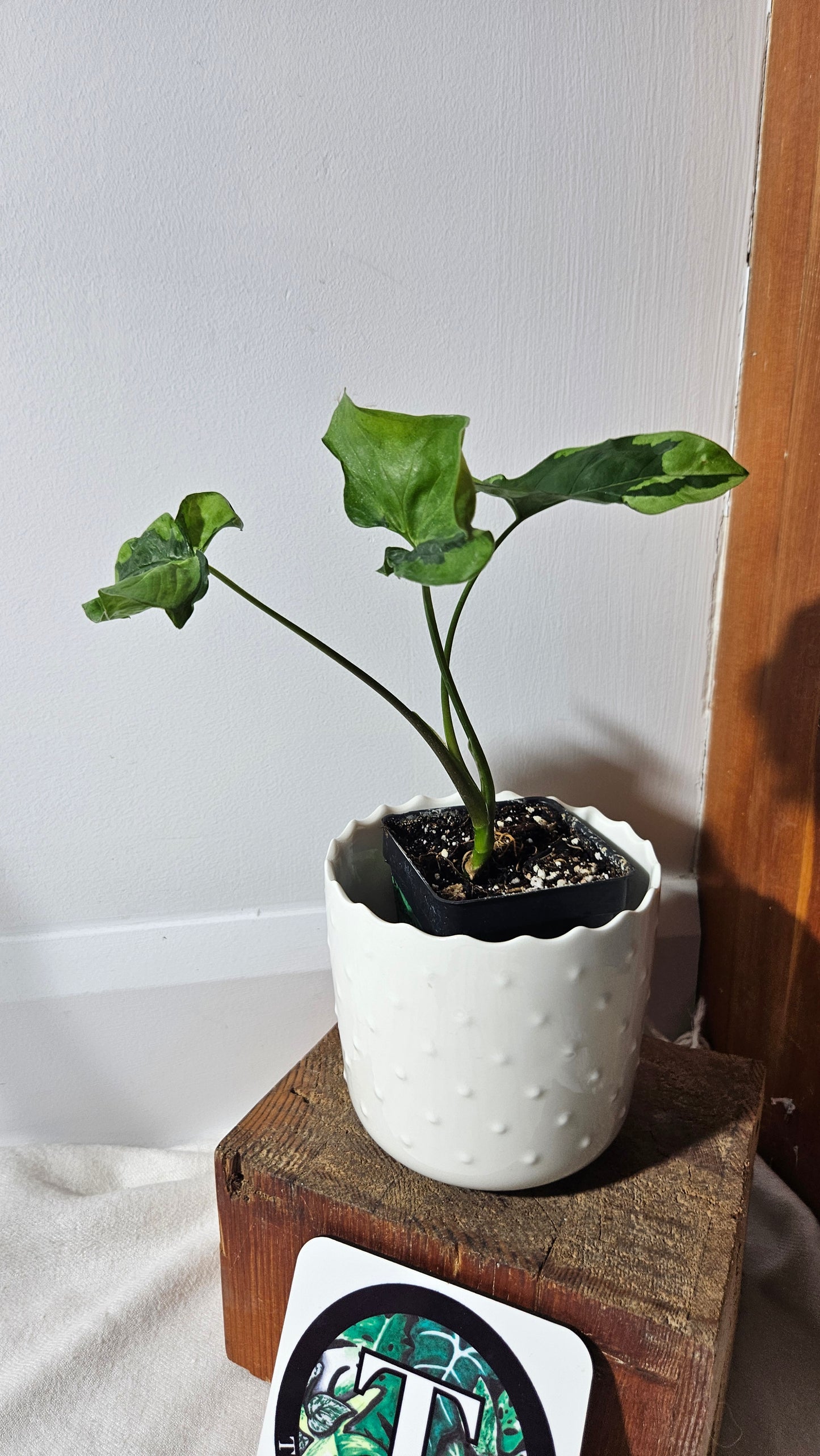 Syngonium Green Beauty (SYN-121)