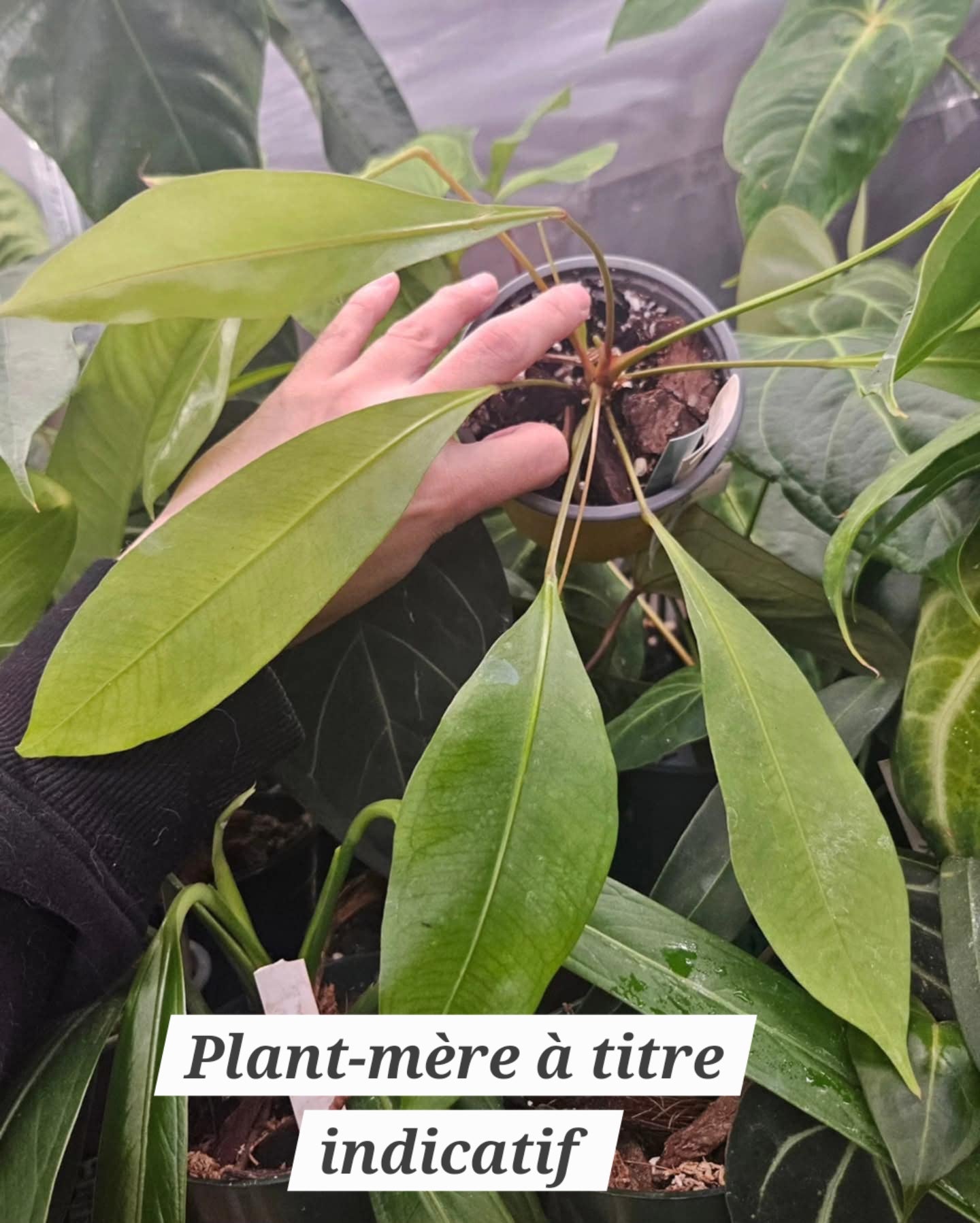 Anthurium Gracile "format SEEDLING"