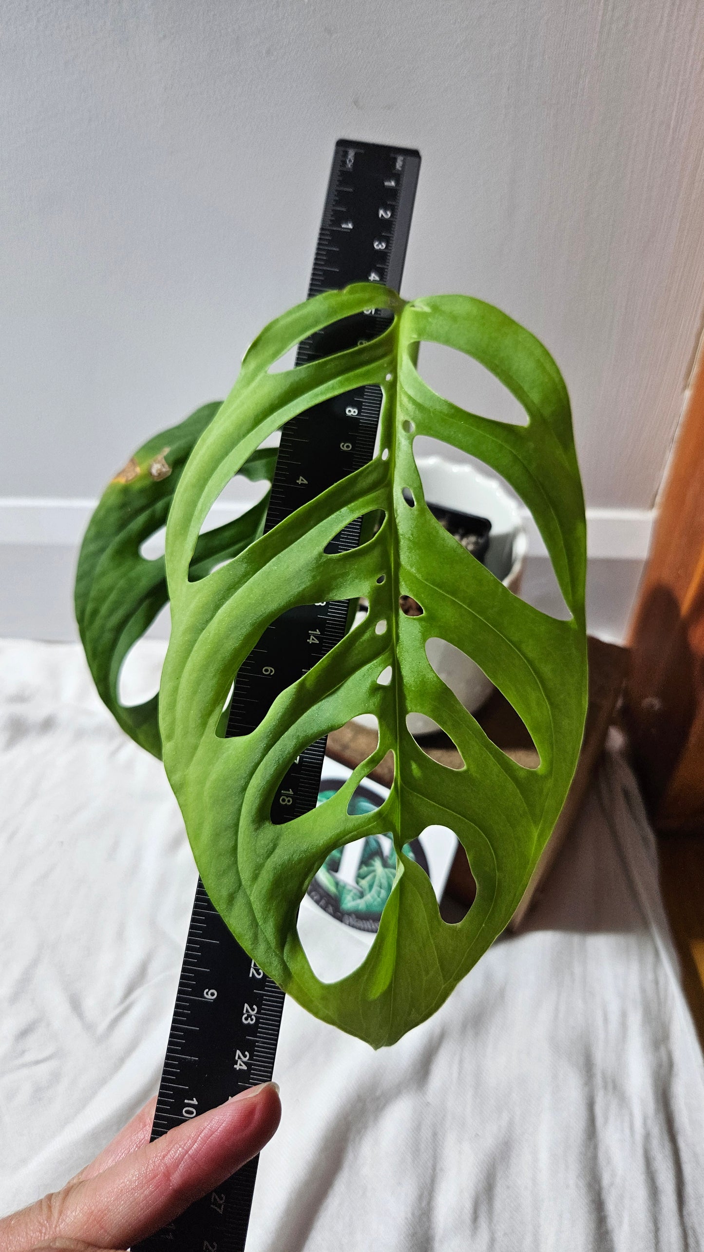 Monstera Esqueletto (MON-462)