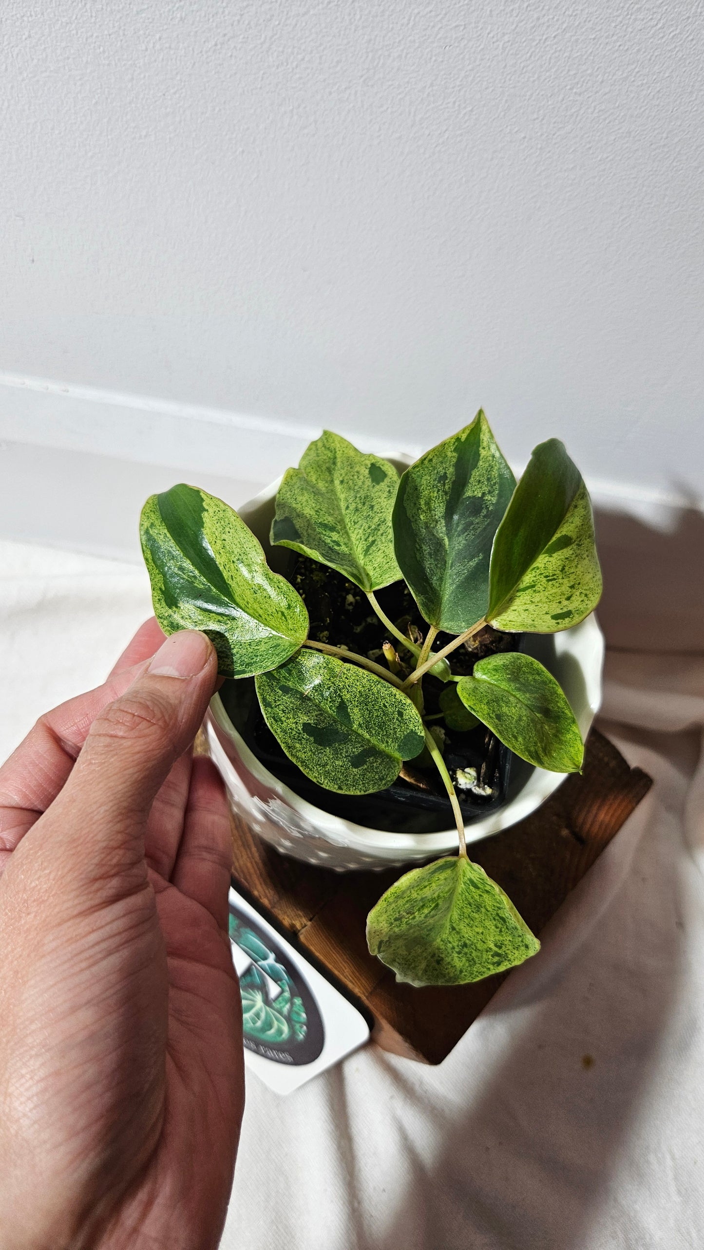 Philodendron BurleMarx Variegata X Paraiso Verde (PHI-859)