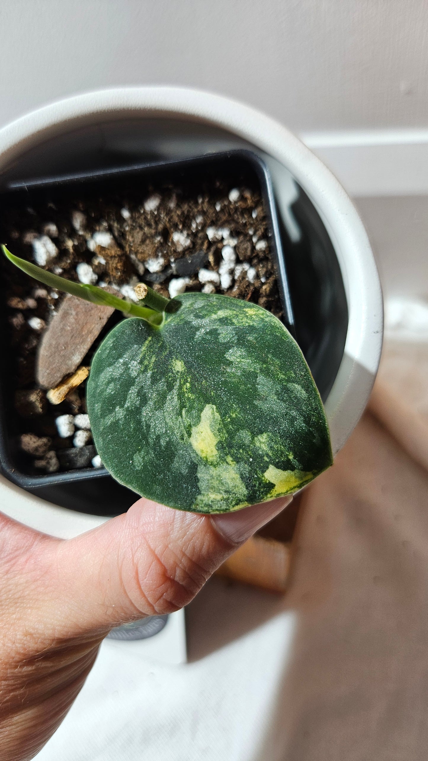 Scindapsus Green Diamond (SCI-1261)