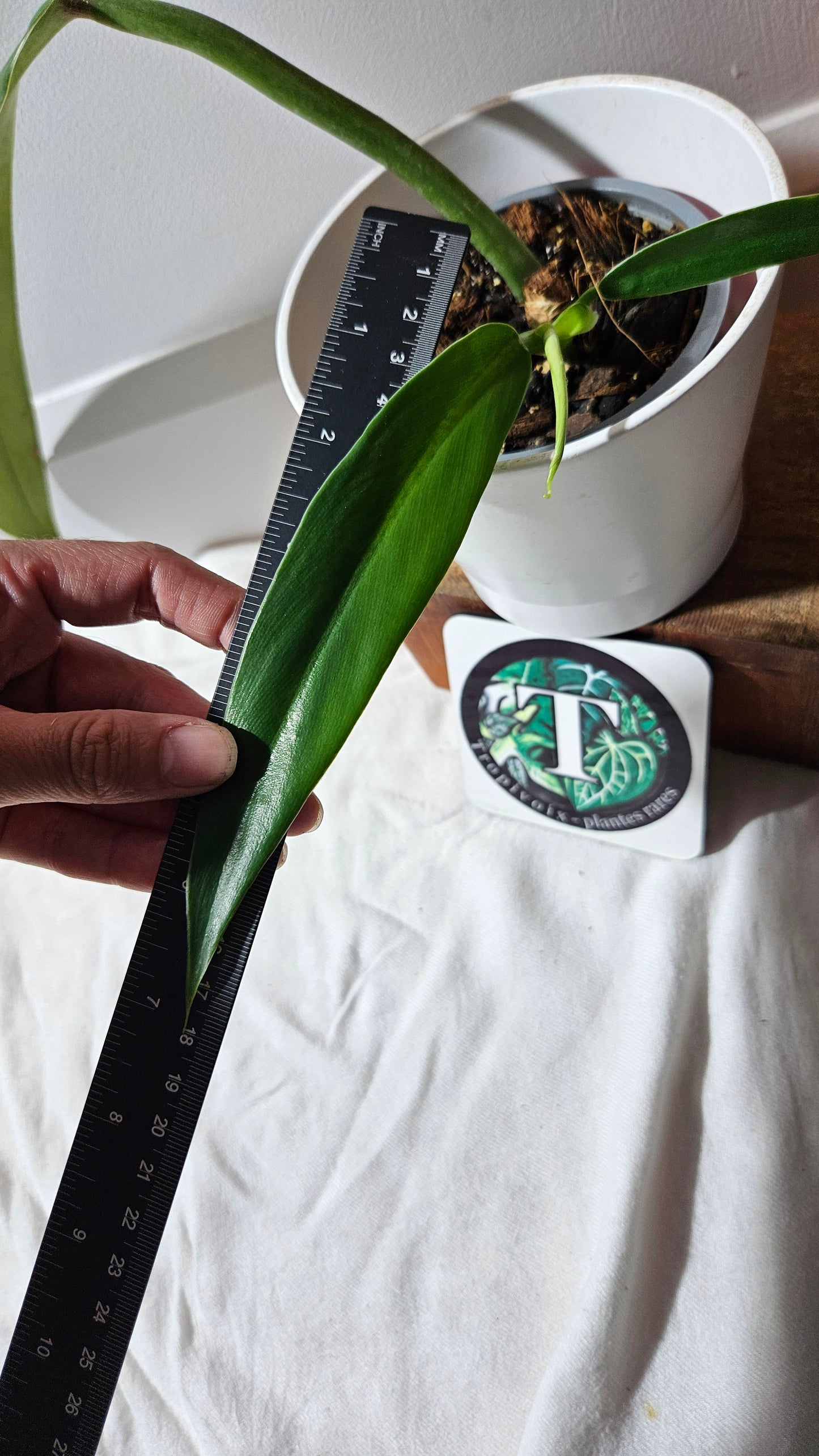 Philodendron BurleMarx Narrow (PHI-885)