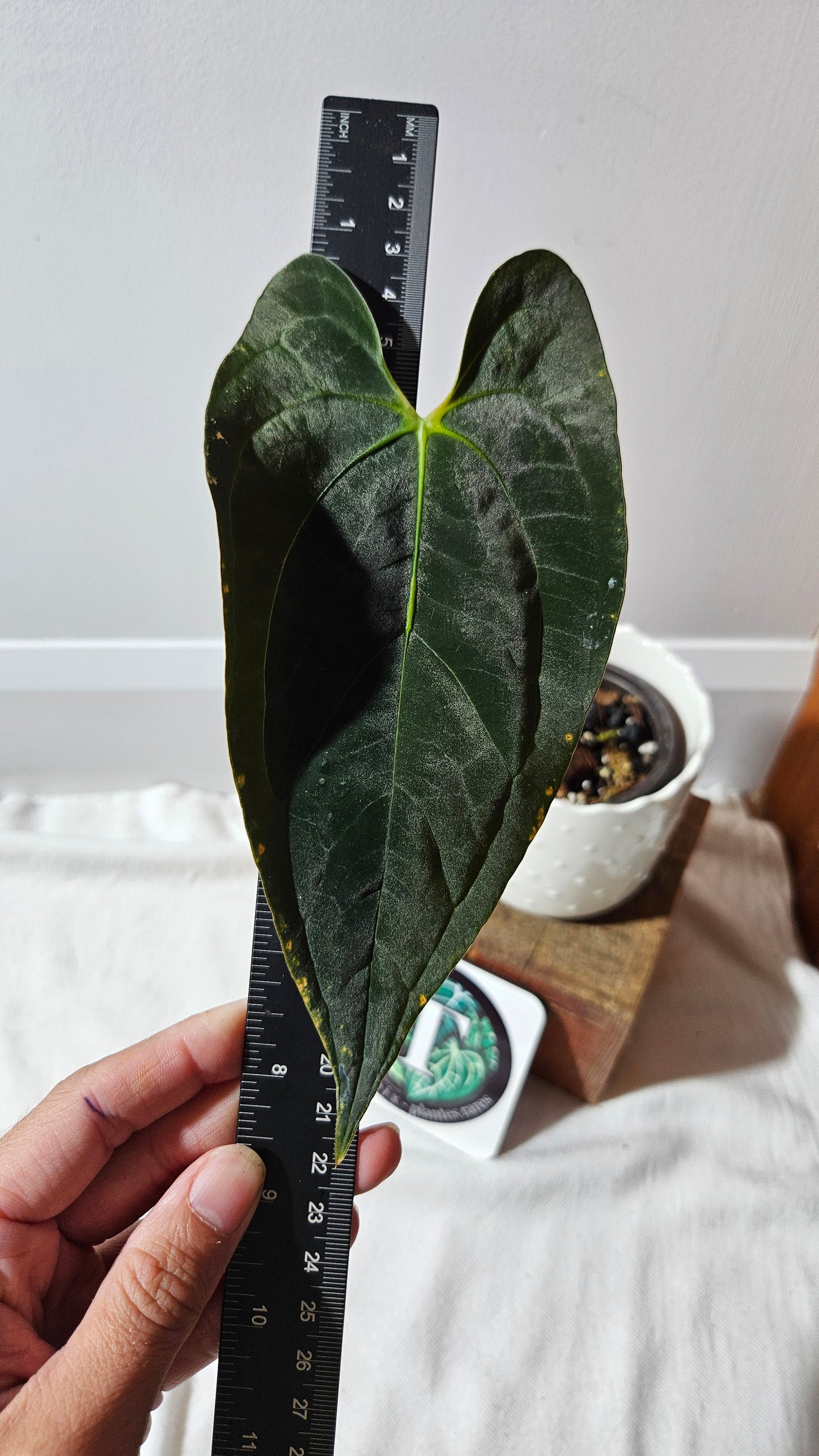 Anthurium Papillilaminum Toucan Dark(d'équateur) "format MOYEN" (ANT-330)
