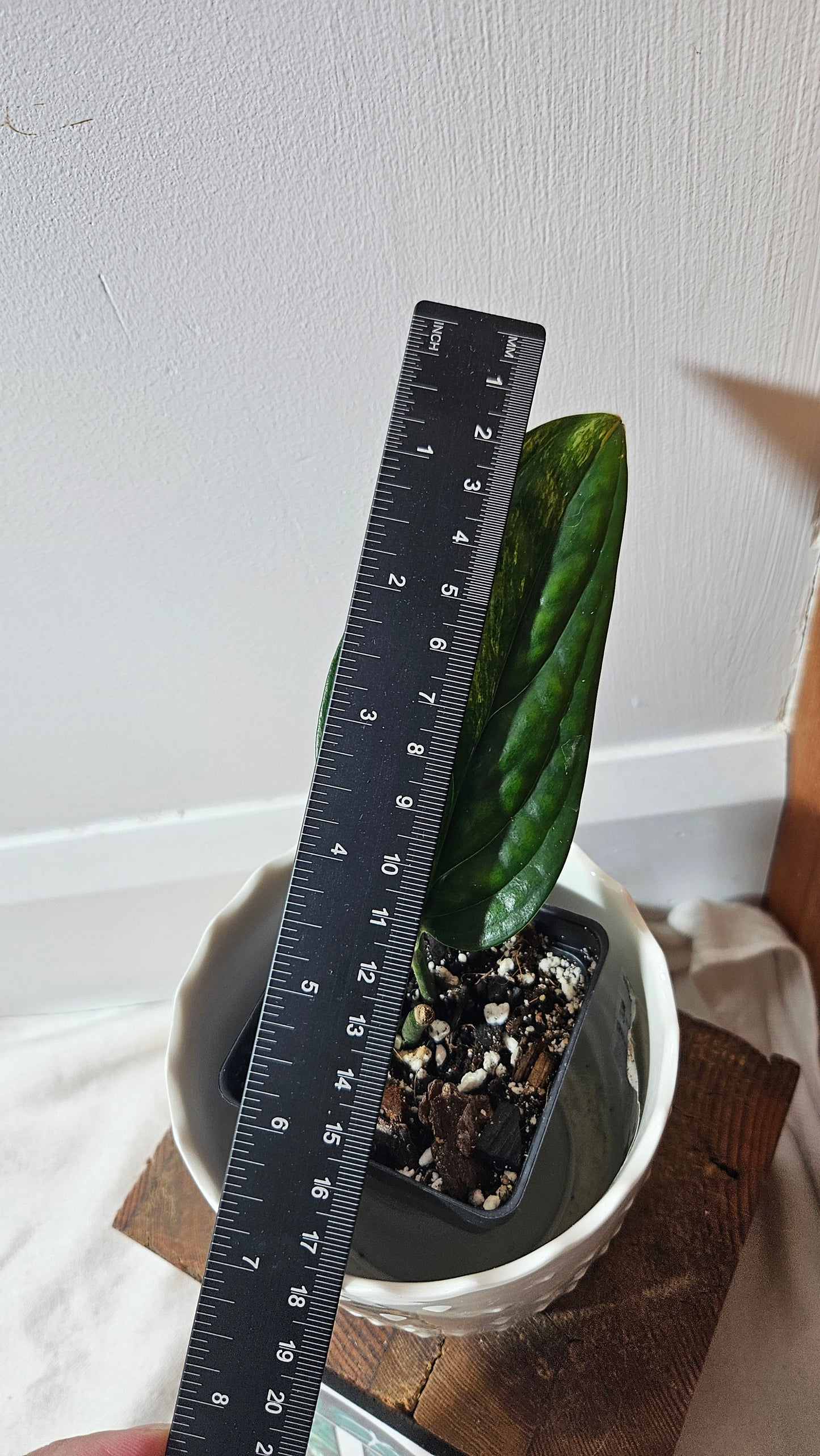 Monstera Karstenianum/Peru Variegata (MON-371)