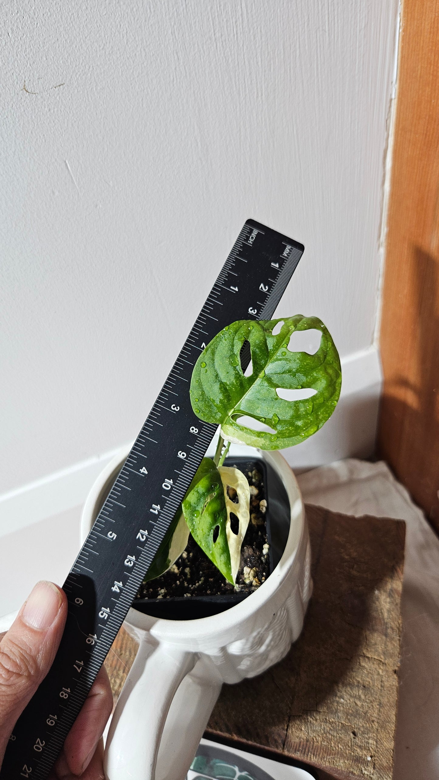 Monstera Andasonii Albo (MON-472)