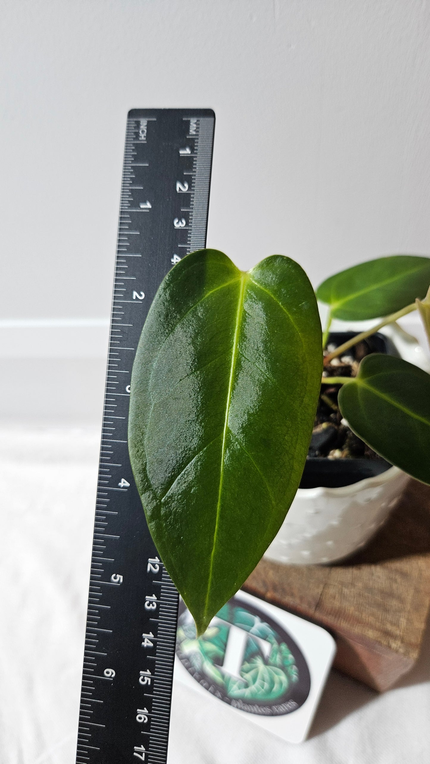 Anthurium Silver Blush X Subsignatum "format PETIT" (ANT-176)