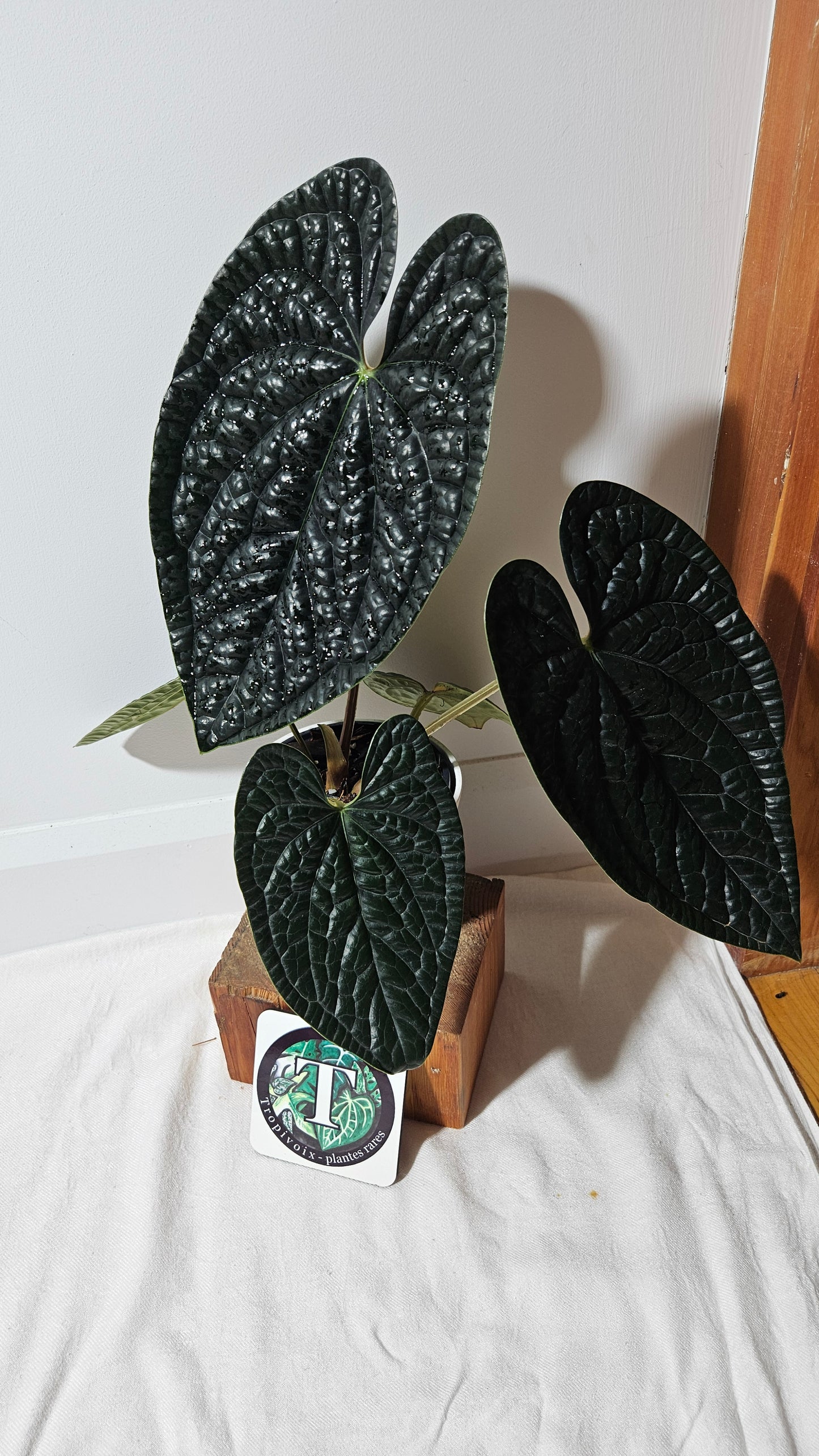 Anthurium Luxurians Dark "format XLARGE" (ANT-419)