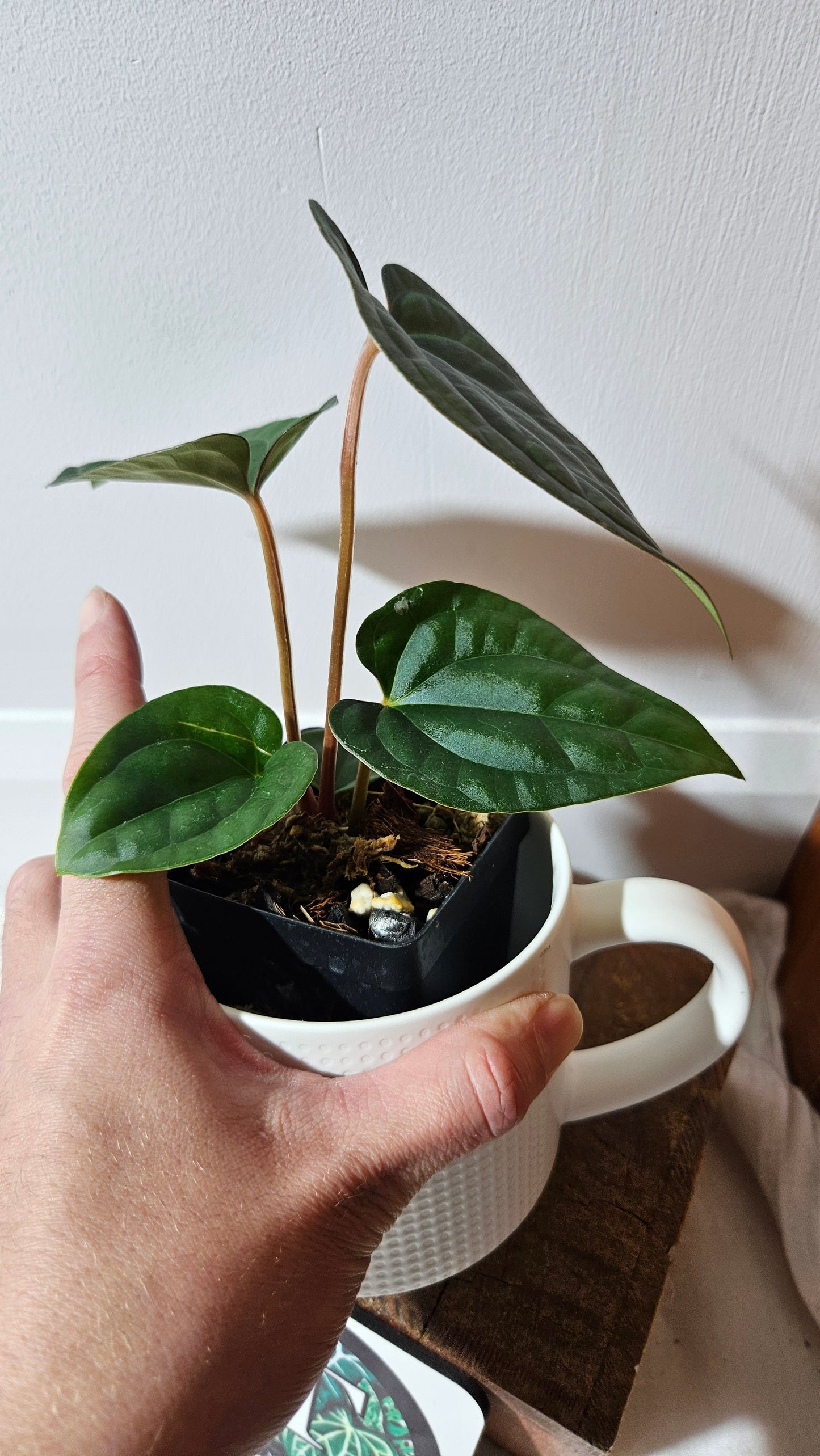 Anthurium Papillilaminum X Luxurians "format MOYEN" (ANT-638)