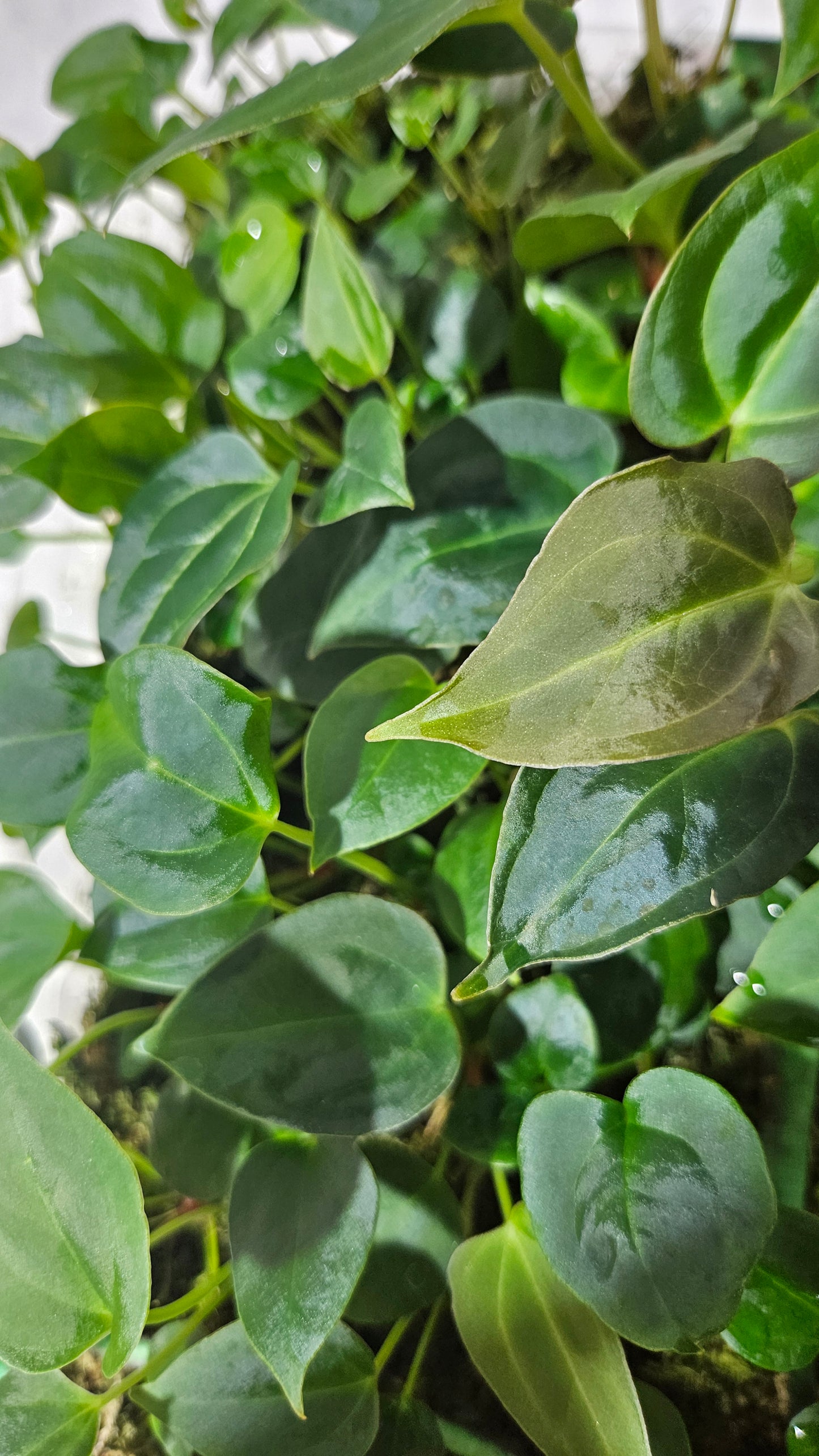 Anthurium Papillilaminum "format SEEDLING"