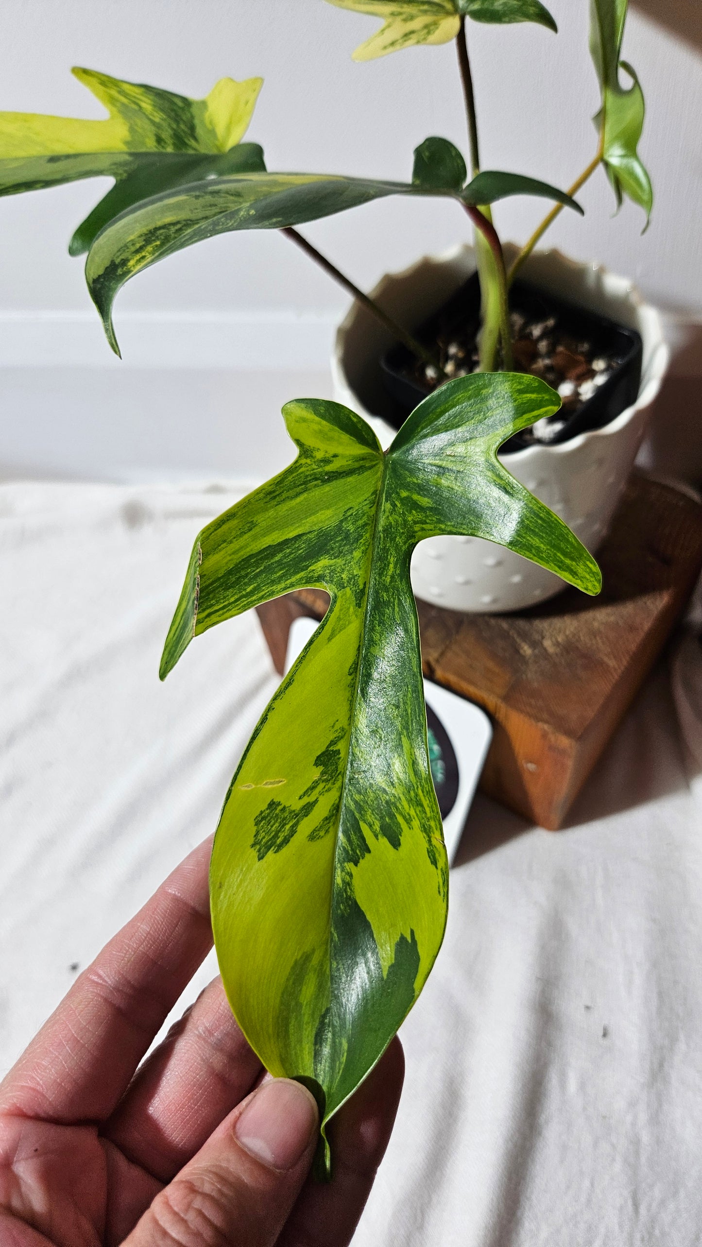 Philodendron Florida Beauty (PHI-817)