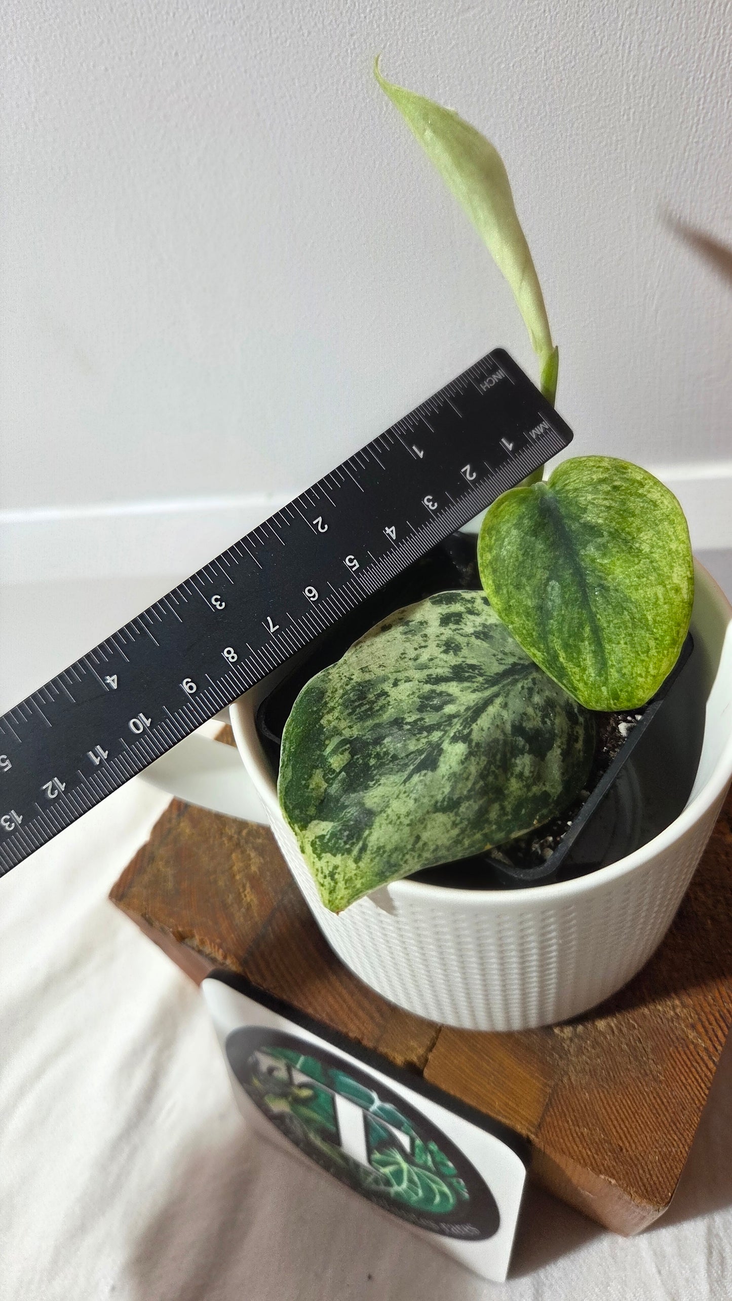 Scindapsus Silver Cloud variegata (SCI-1417)