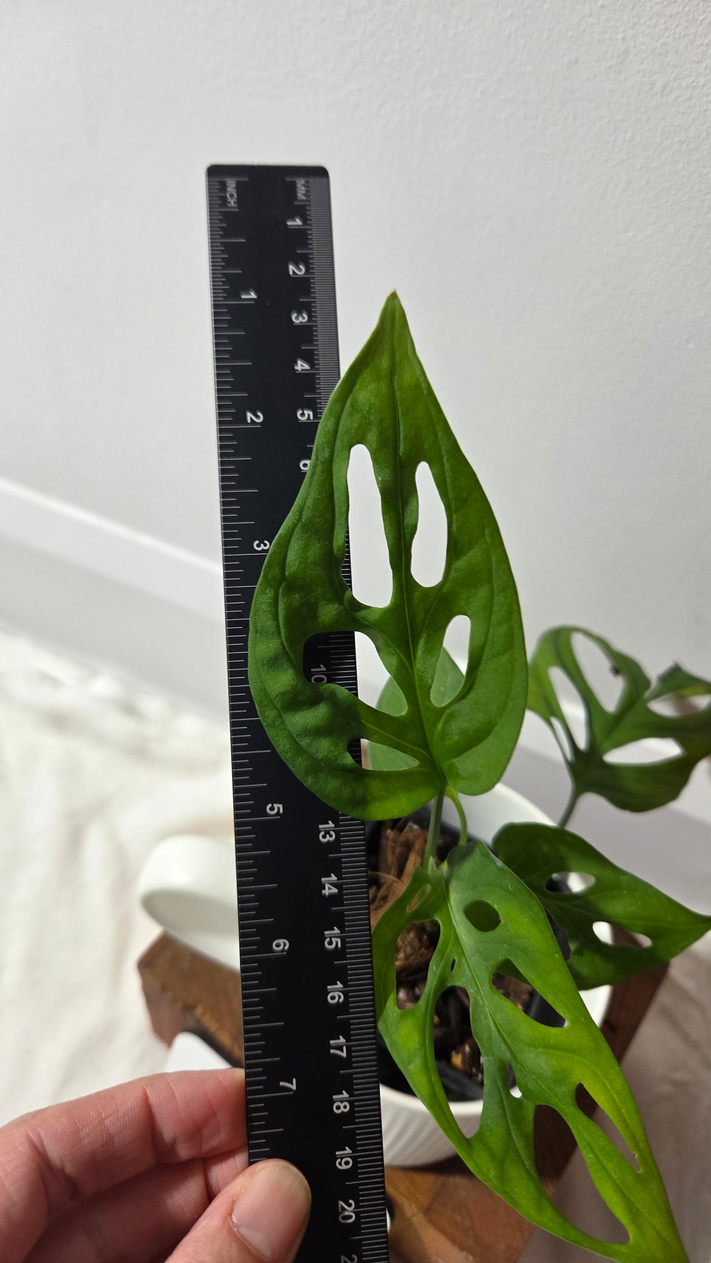 Monstera Obliqua aff La Bonita (MON-525)