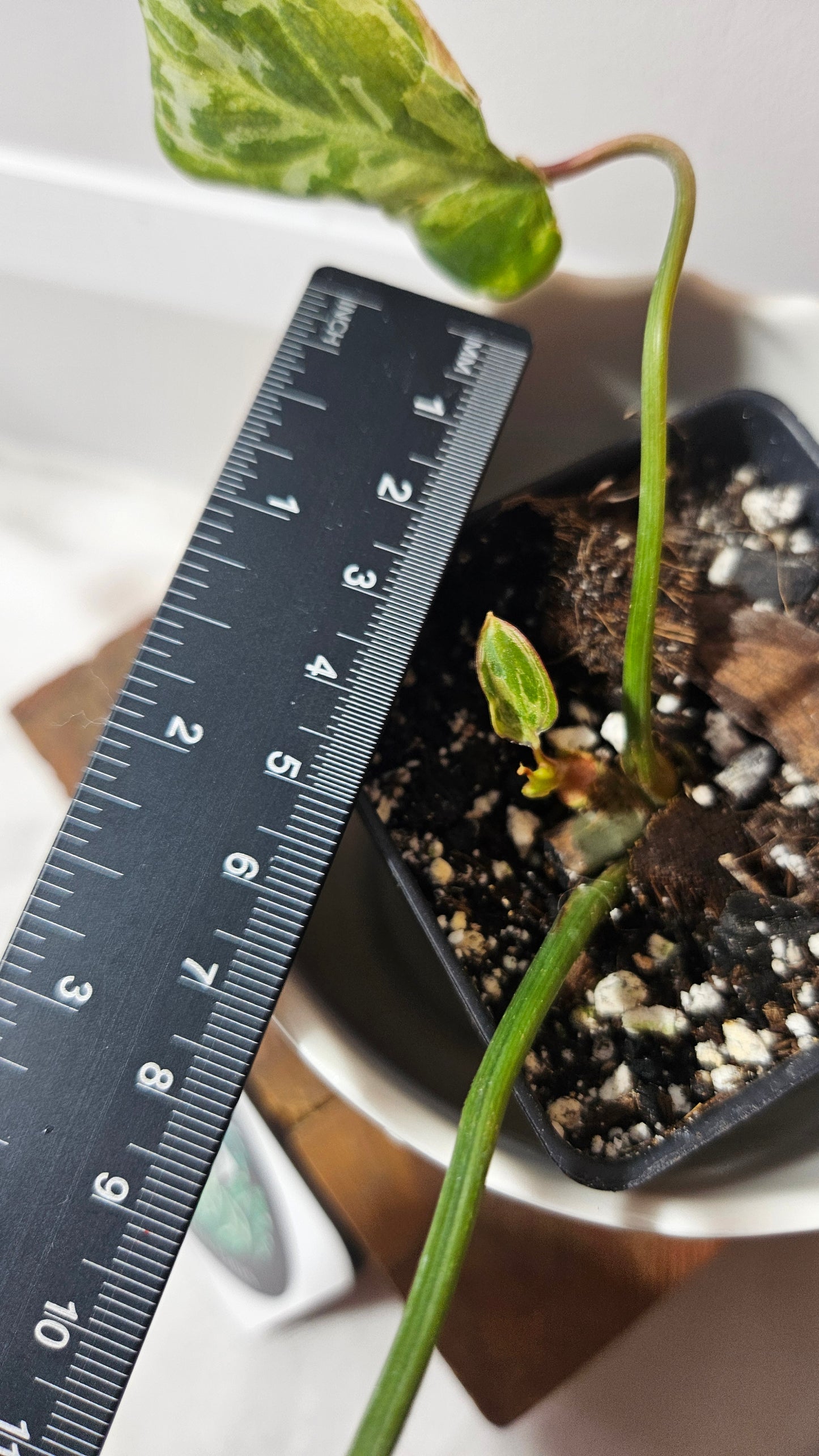 Philodendron Gloriosum "Snow leopard" (PHI-728)