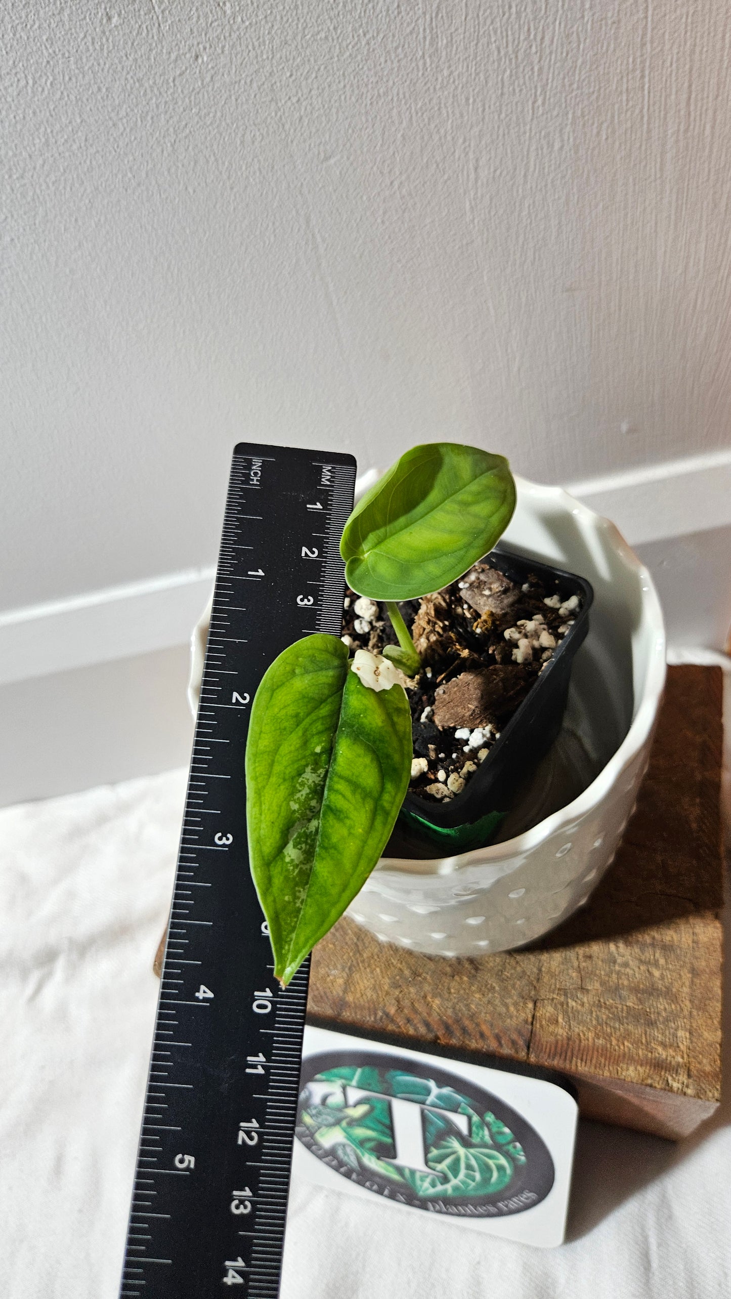 Syngonium Chiapense Albo (SYN-458)