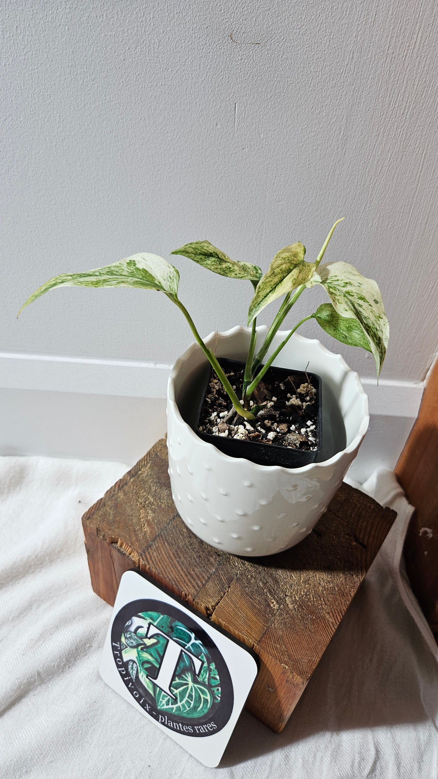 Monstera Laniata Mint (MON-341)