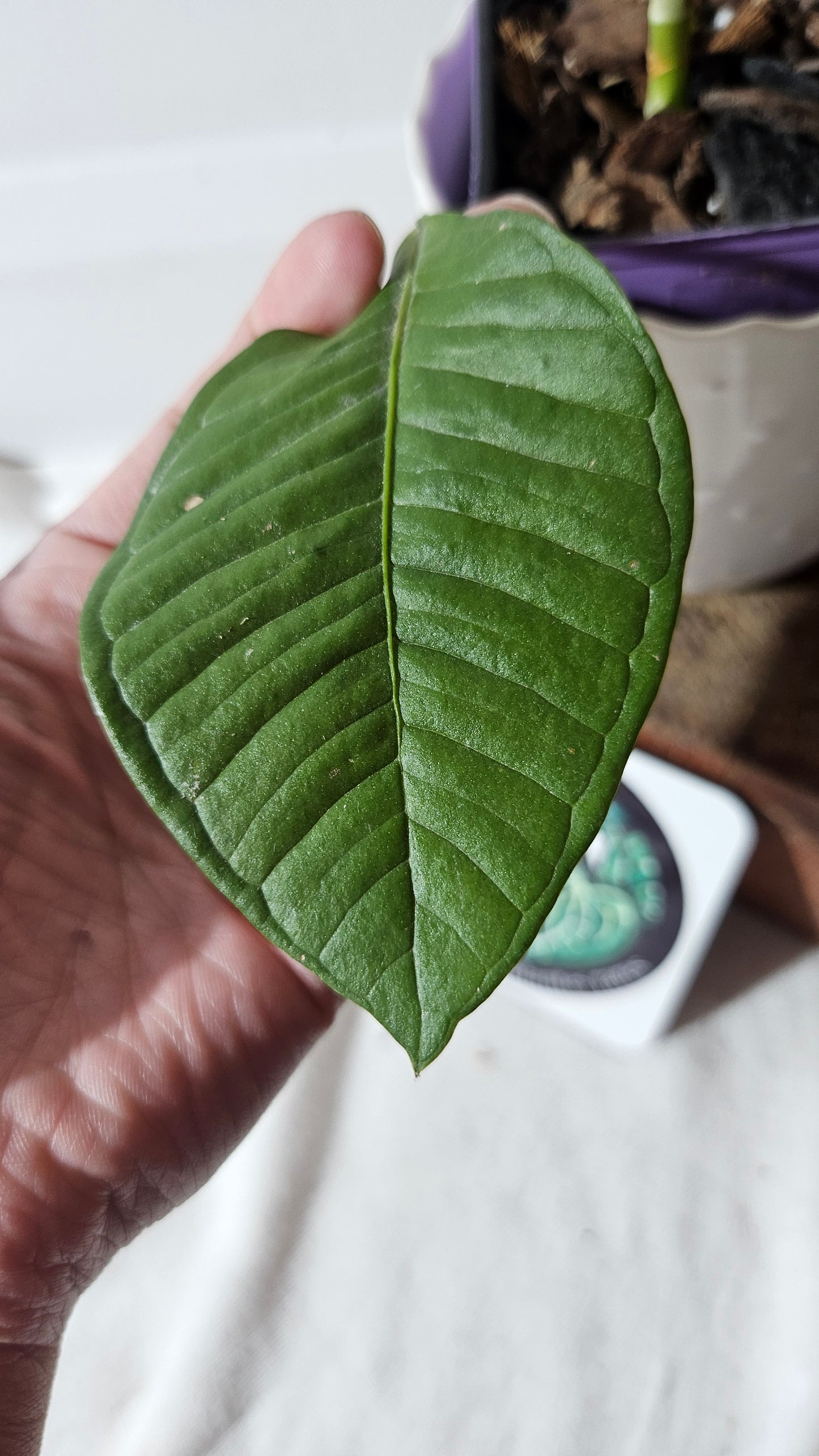 Anthurium Umbricola "format MOYEN" (ANT-385)