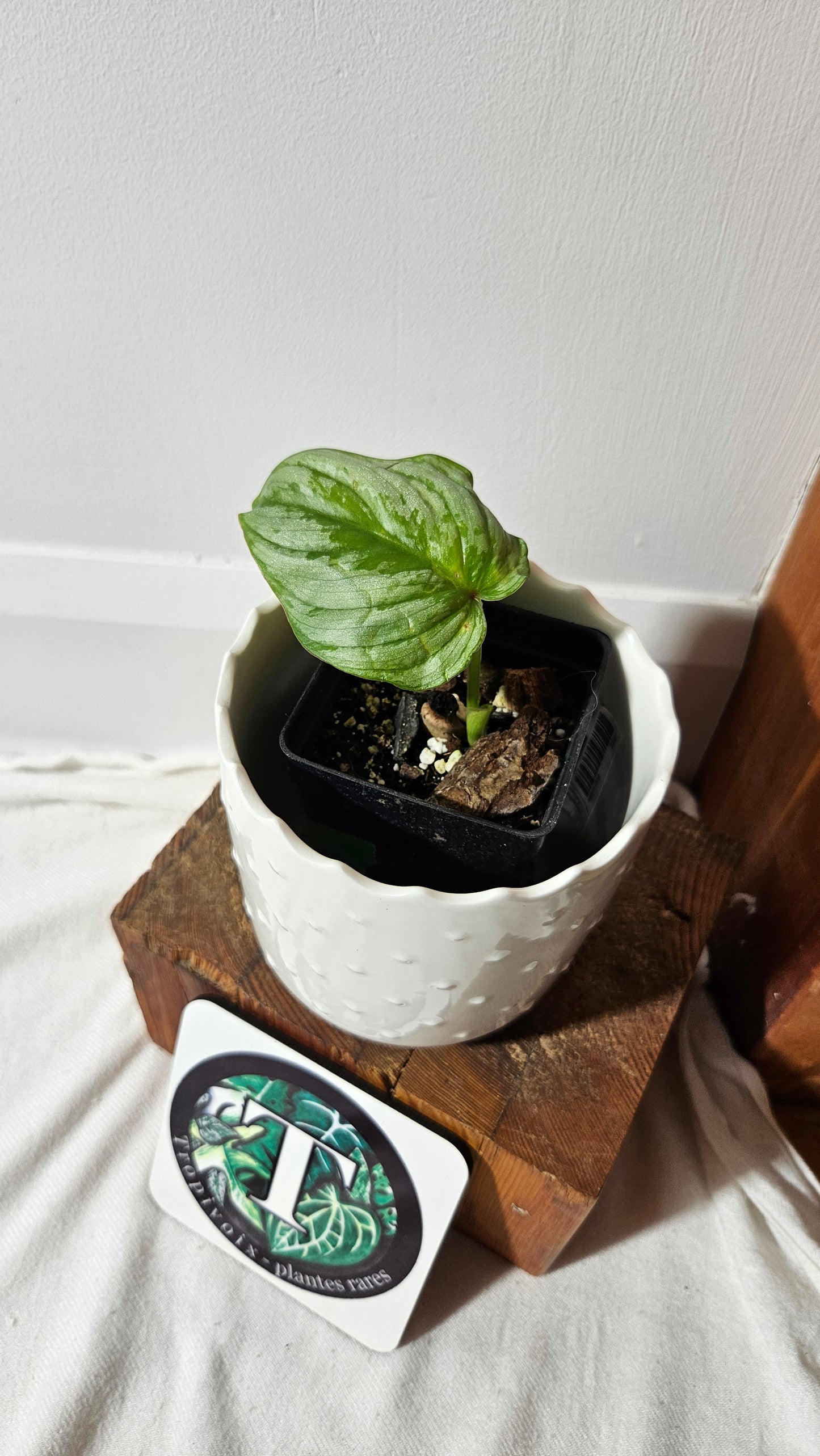 Philodendron Mamei White (PHI-841)