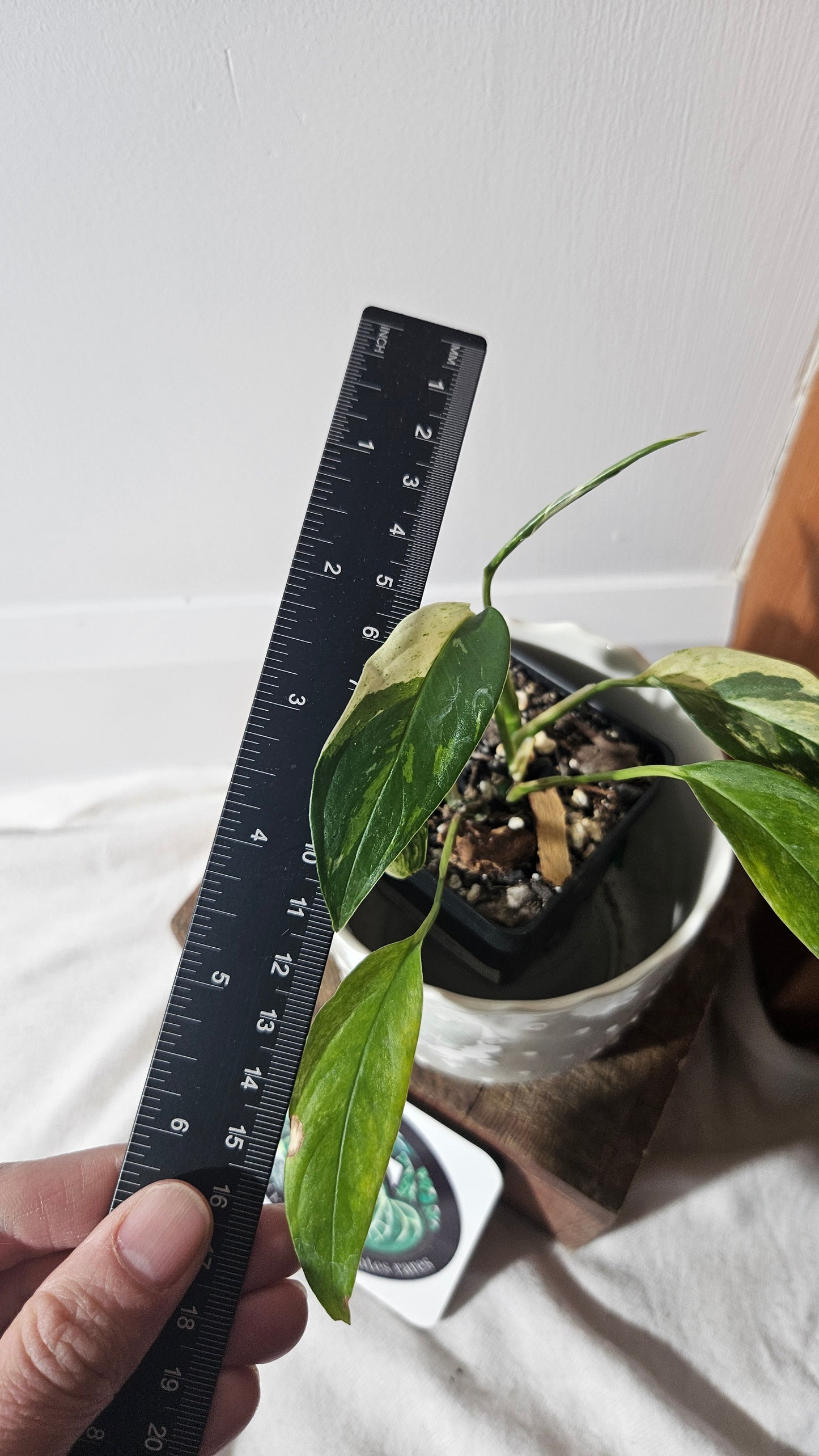 Monstera Laniata Mint (MON-398)