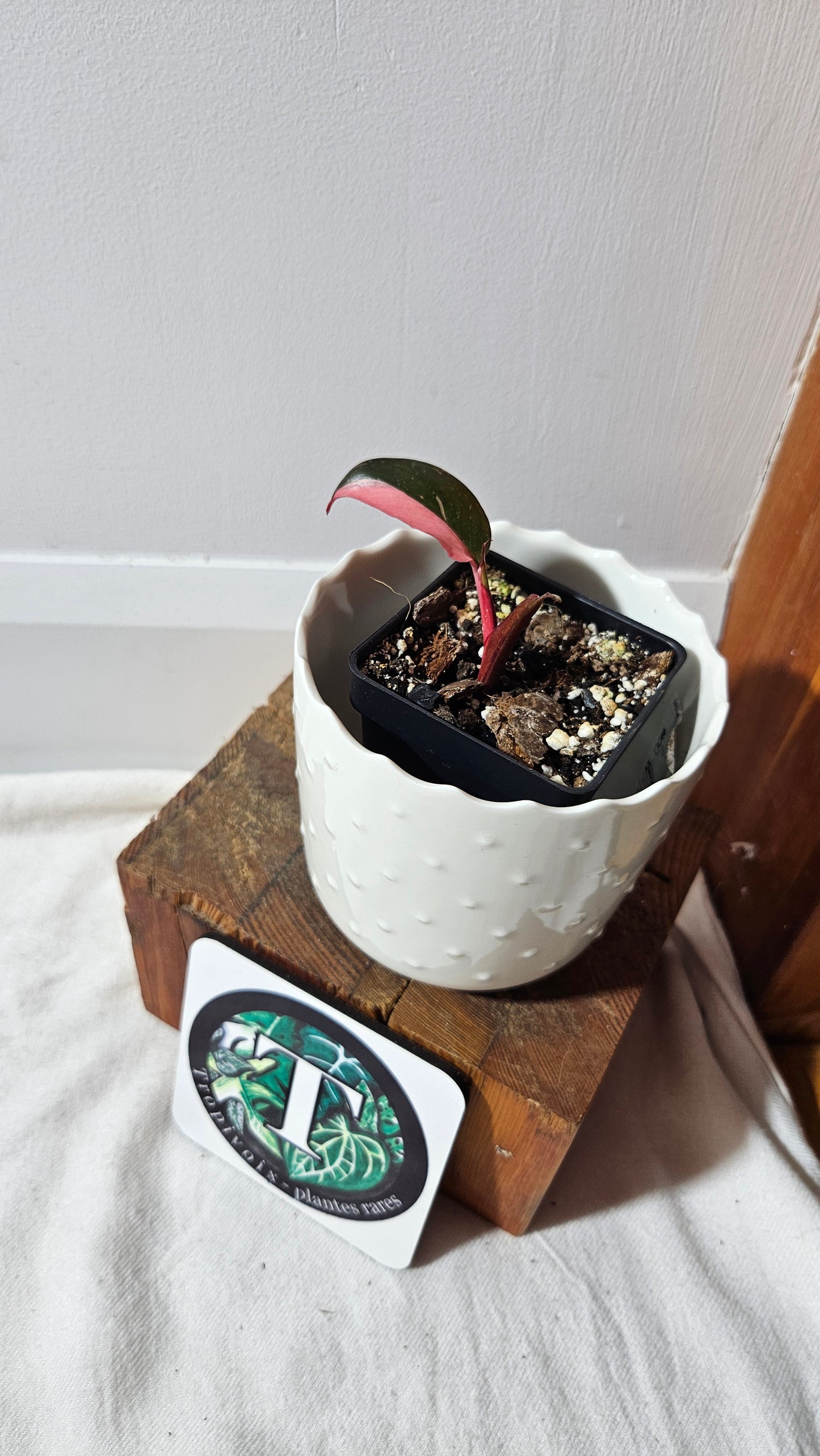 Philodendron Black Cherry (PHI-709)