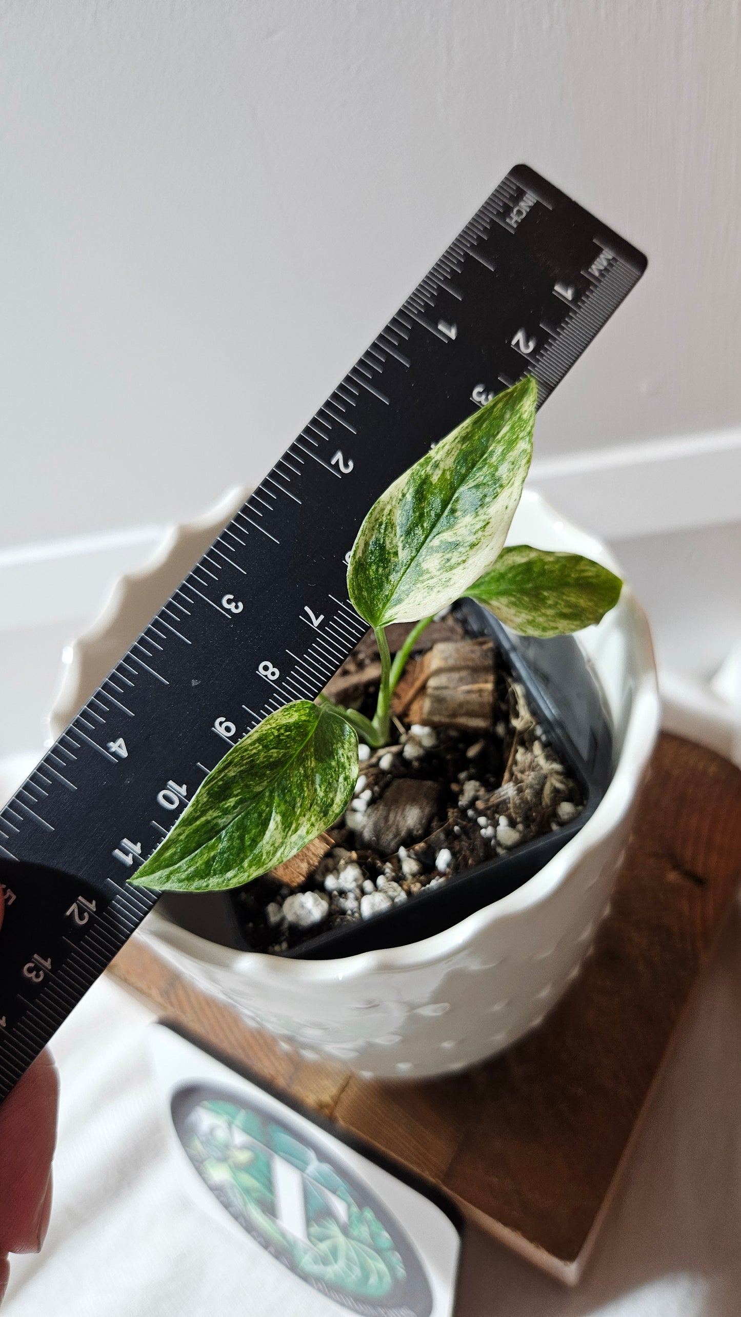 Monstera Laniata Mint (MON-418)