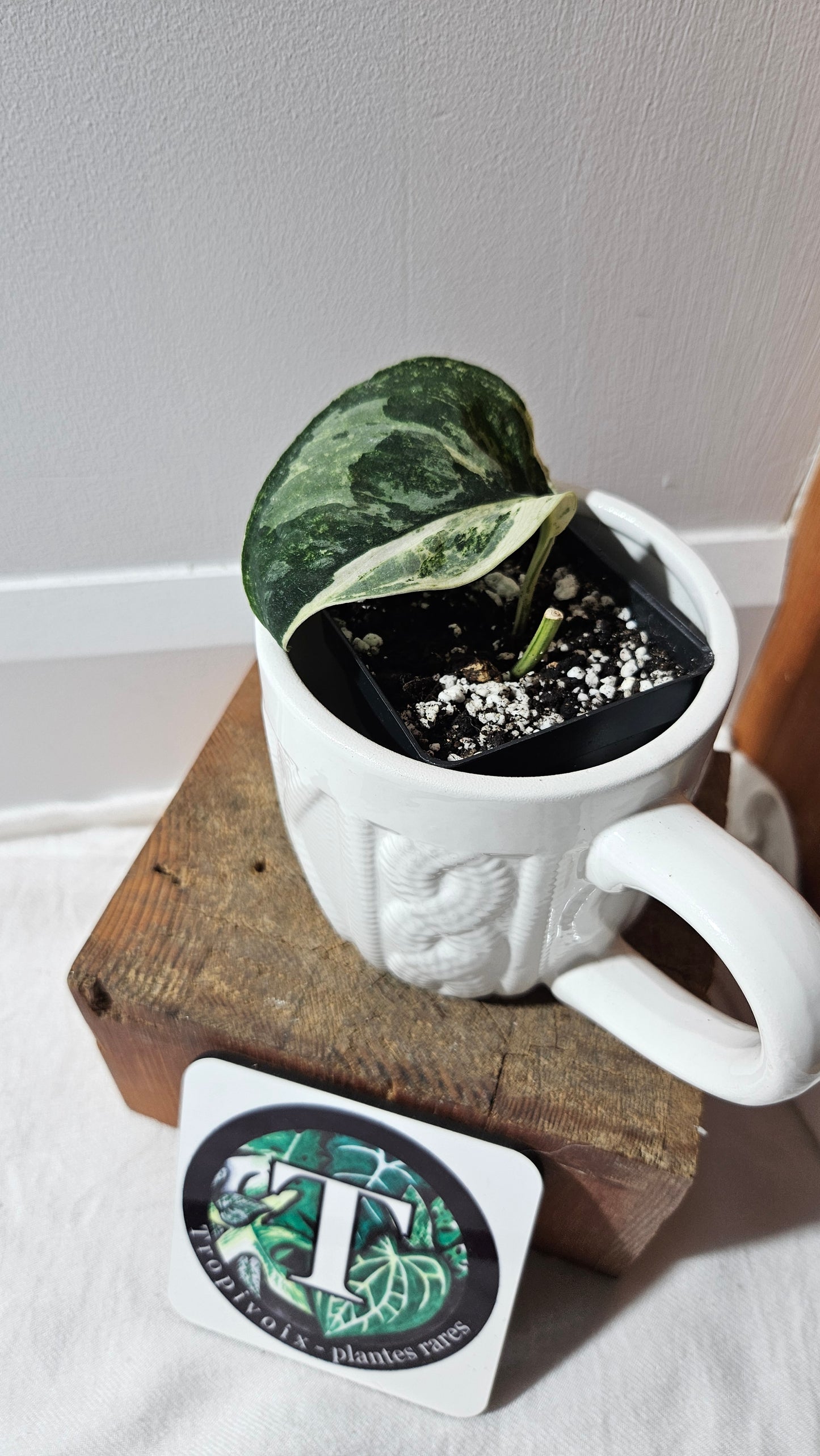 Scindapsus Black Dragon white (SCI-1074)