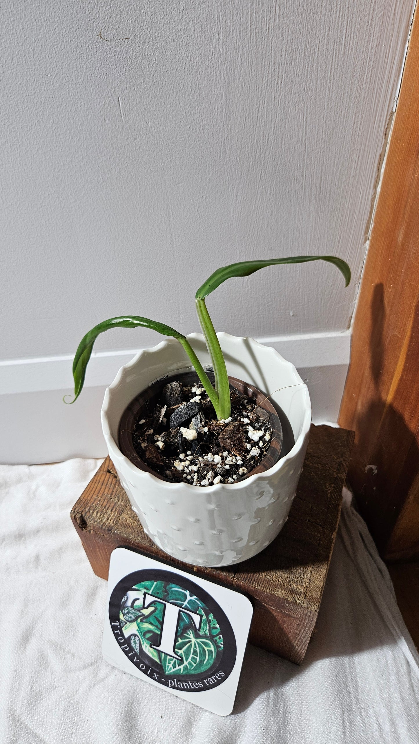 Philodendron Élégant (d'équateur)(PHI-891)