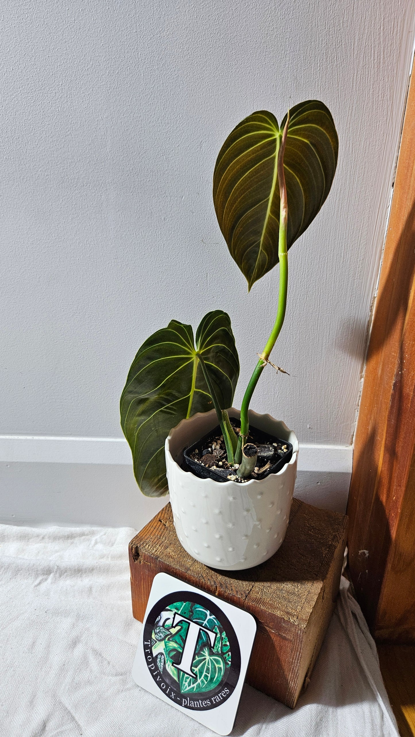 Philodendron Melanochrysum "Large"(PHI-864)