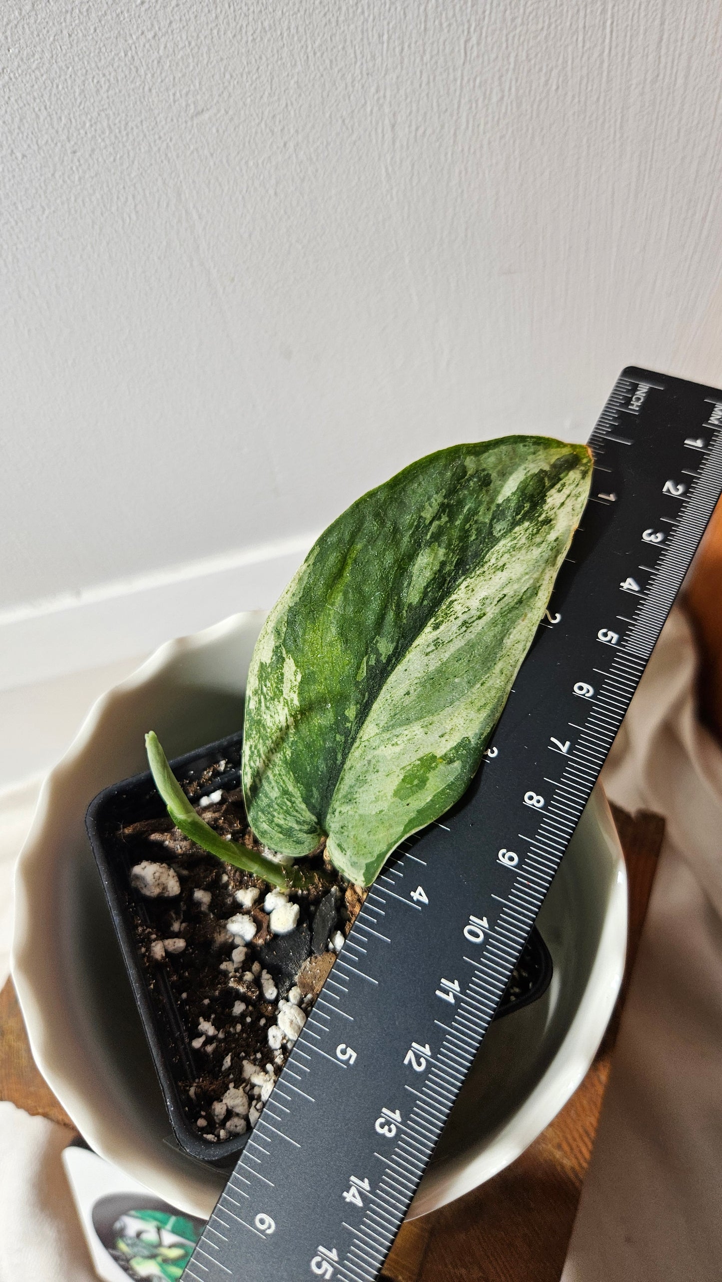 Scindapsus Silver Splash Variegata (SCI-776)