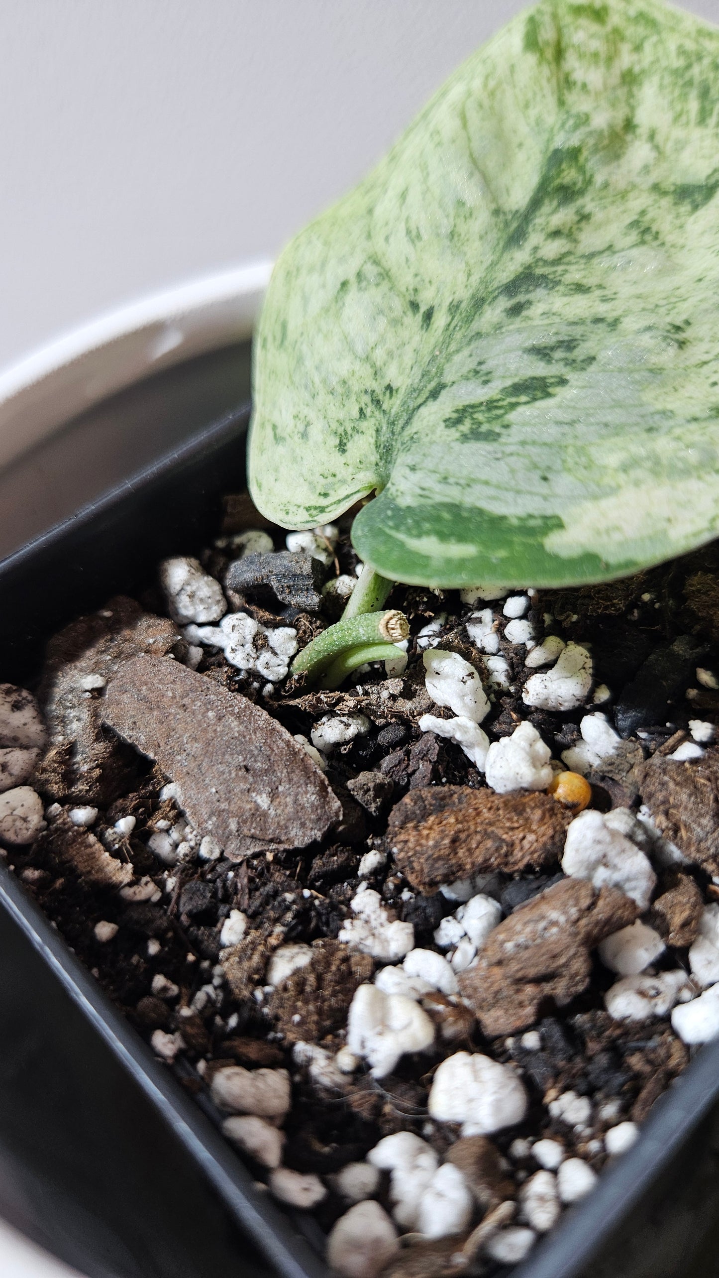 Scindapsus Silver Cloud variegata (SCI-1237)