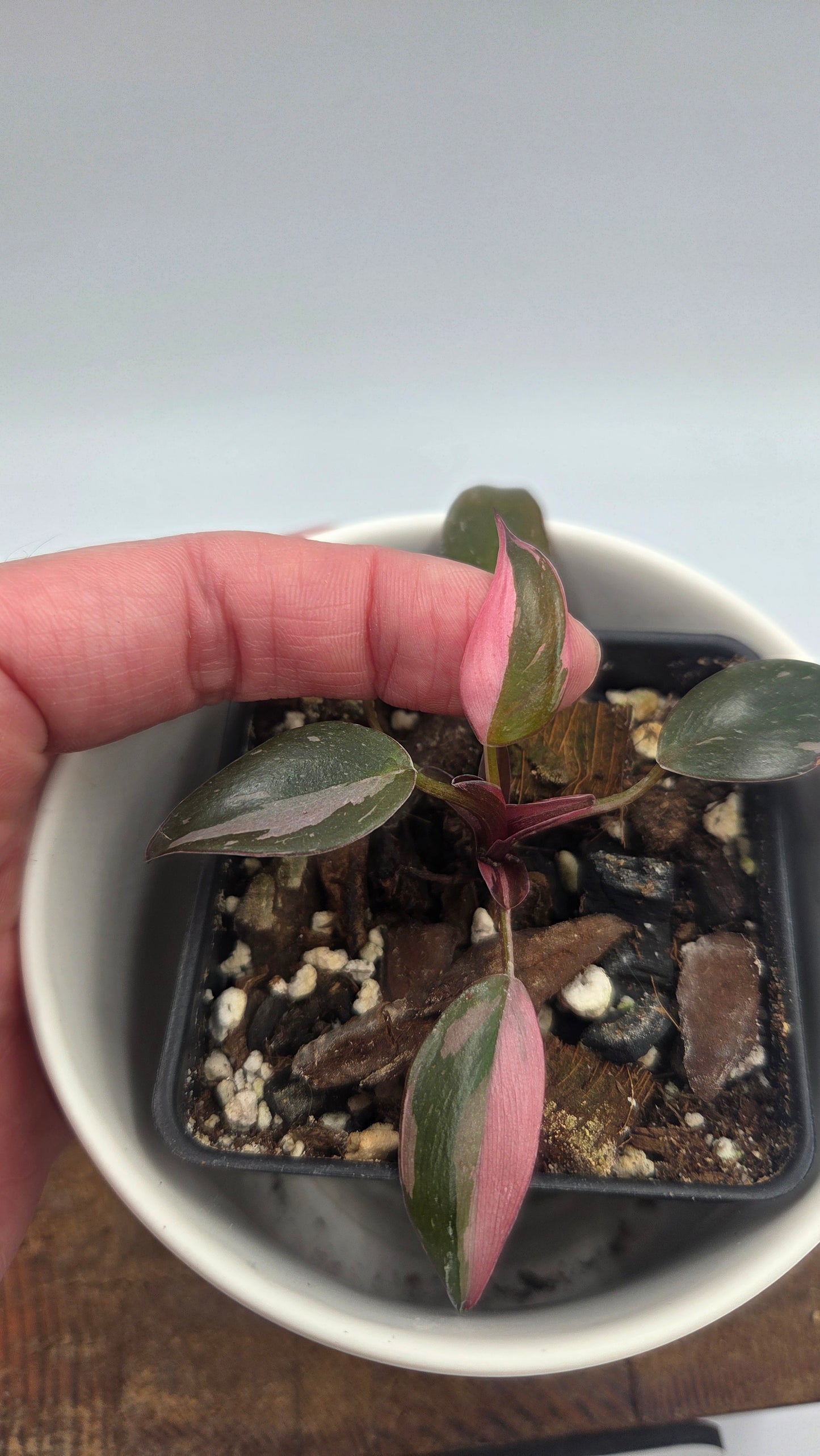 Philodendron Black Cherry (PHI-1056)