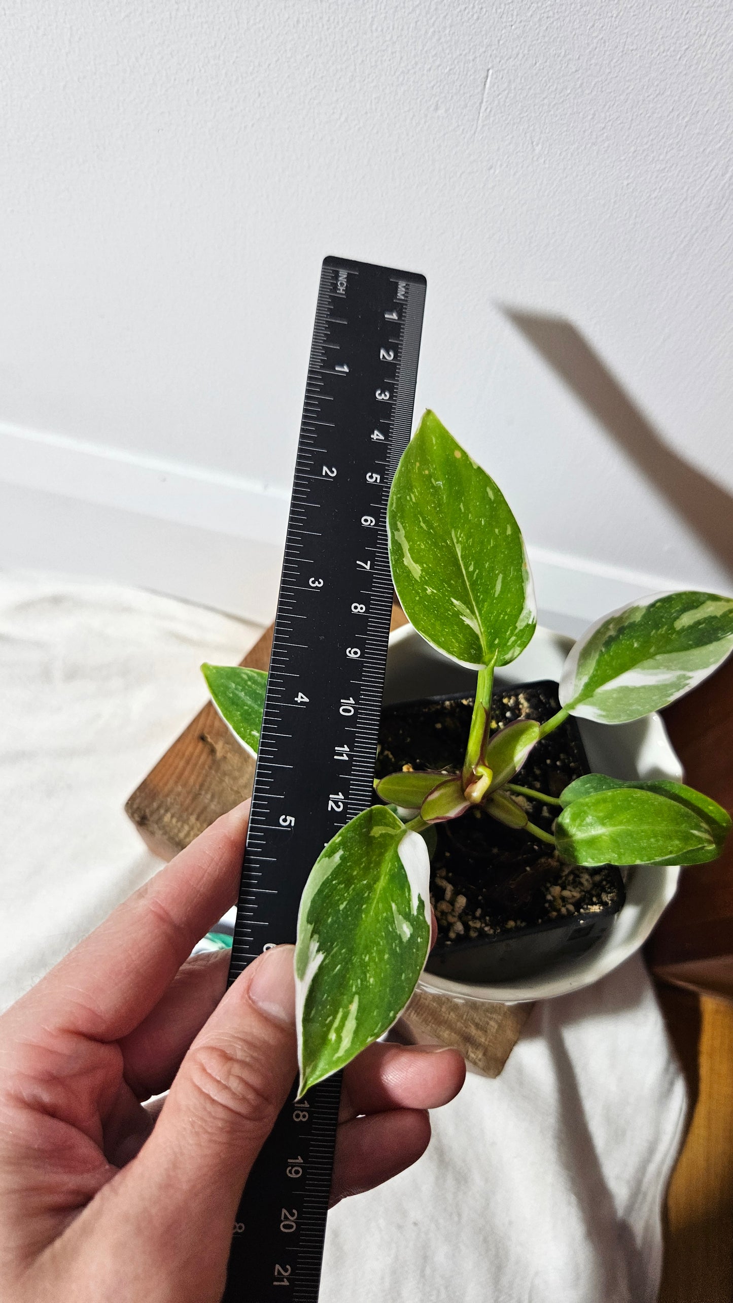 Philodendron White Princess (PHI-757)