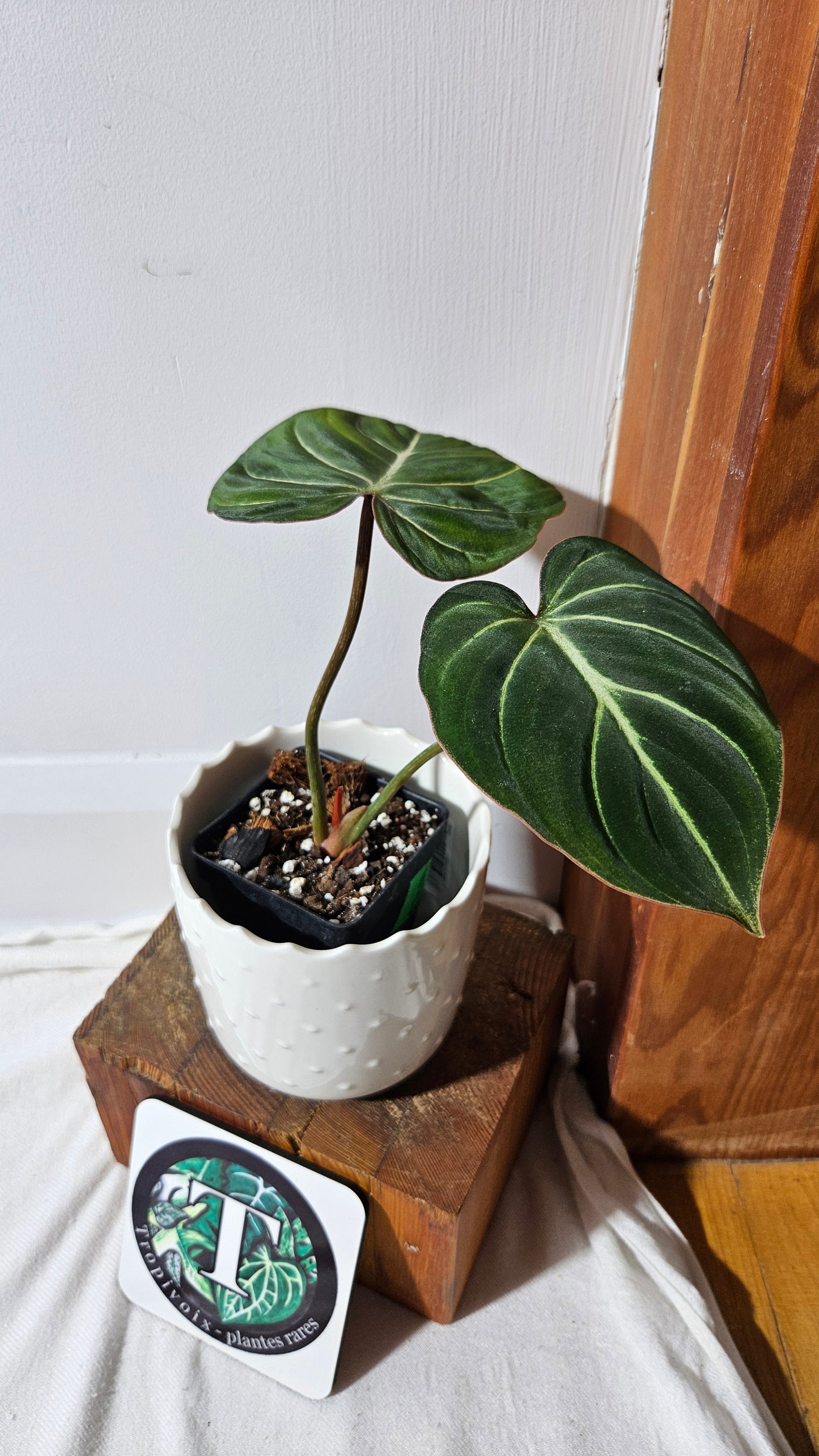 Philodendron Gloriosum Dark (PHI-832)