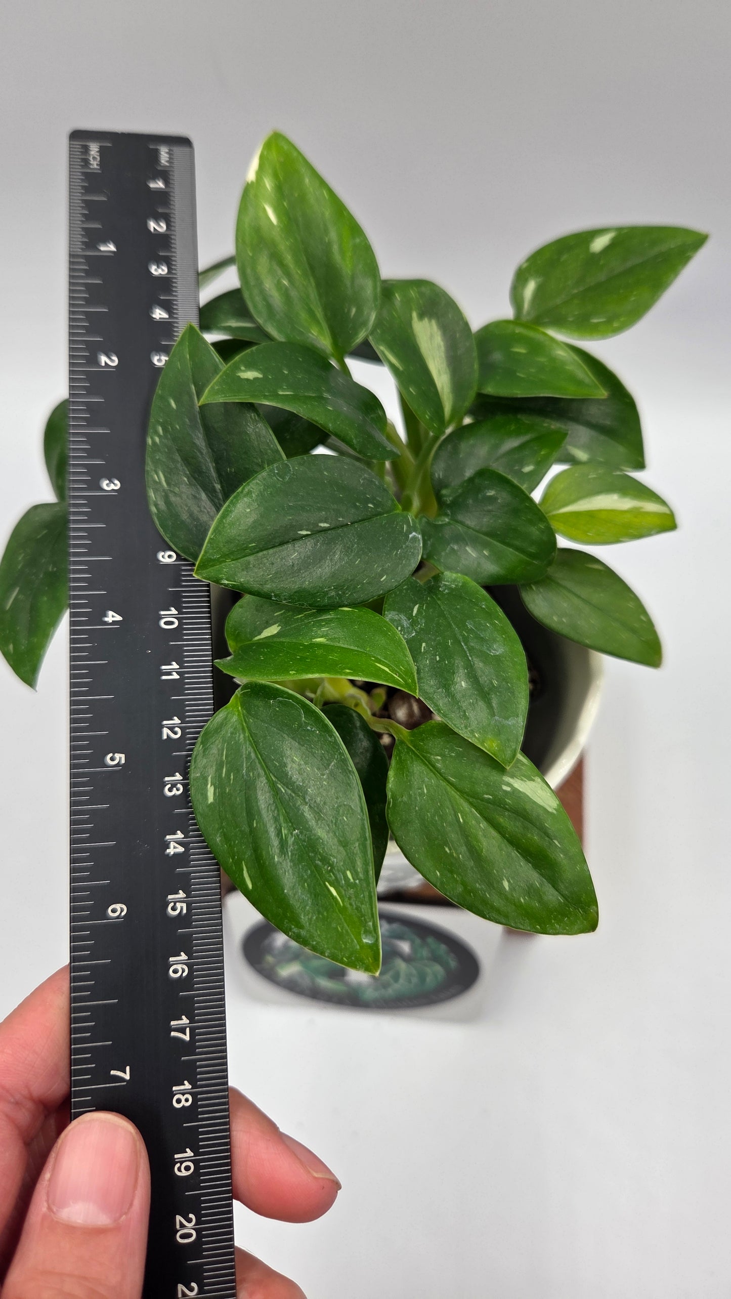 Monstera Standleyana Albo (MON-546)