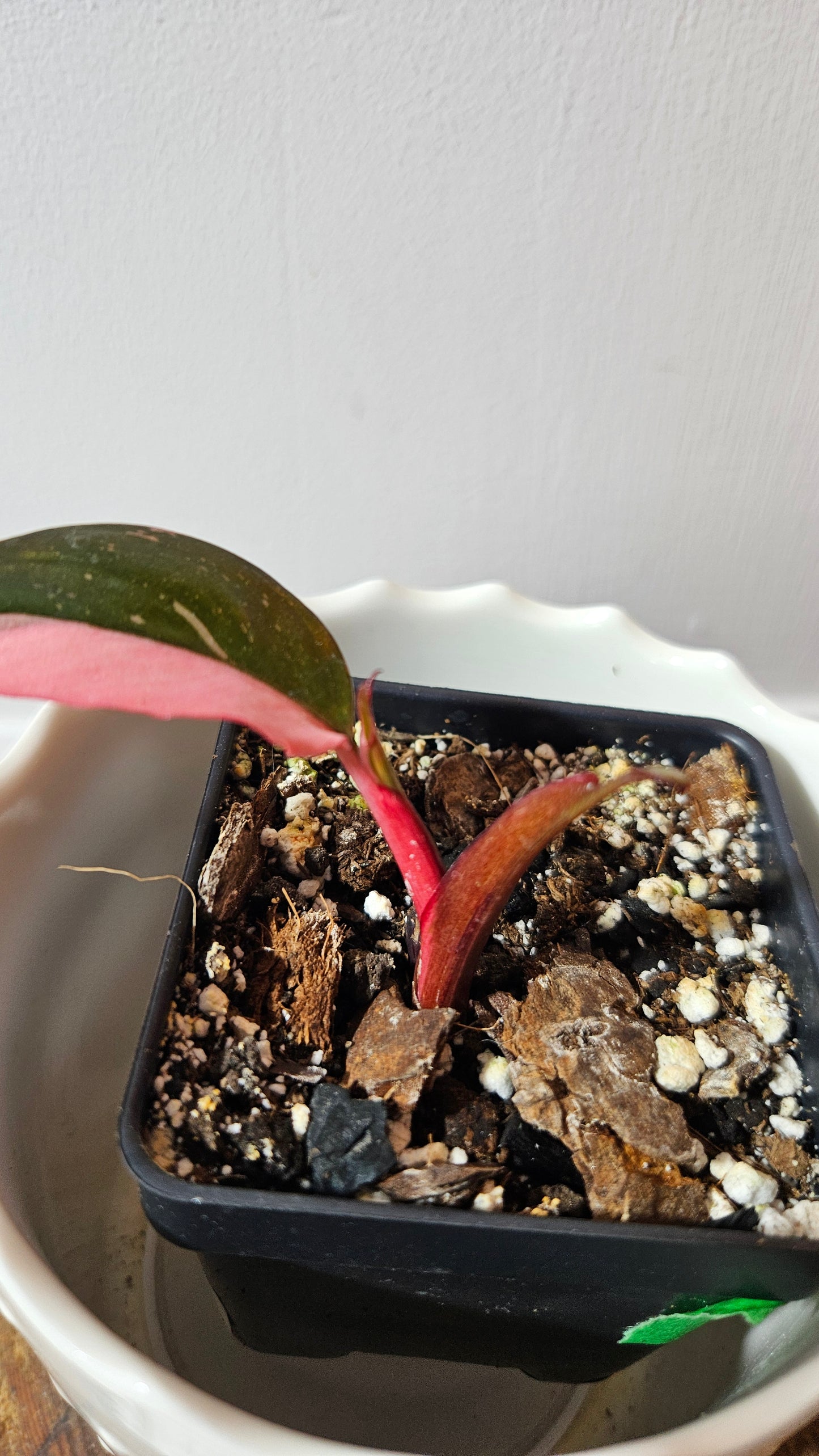Philodendron Black Cherry (PHI-709)