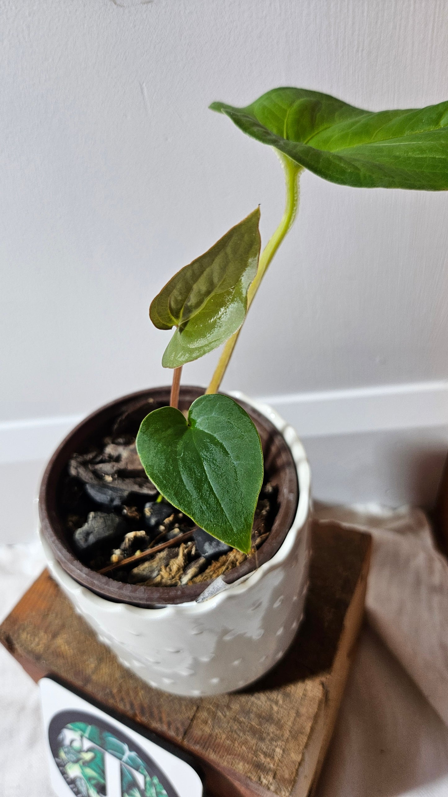 Anthurium Tiwintza Aff Velvet "format MOYEN" (ANT-227)