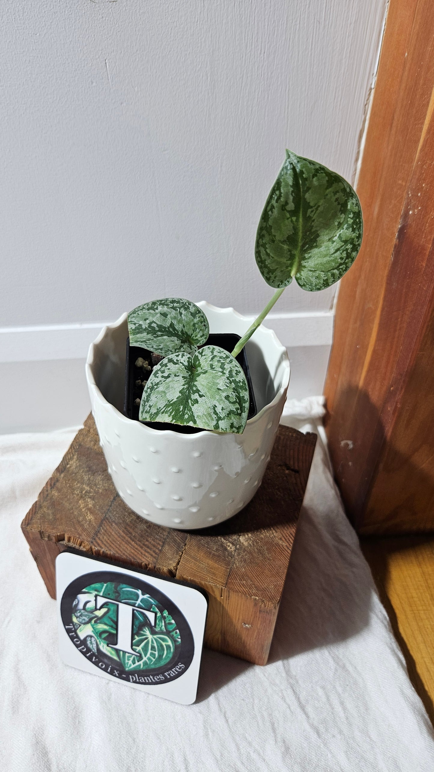 Scindapsus Tricolore silver Platinum (SCI-1322)
