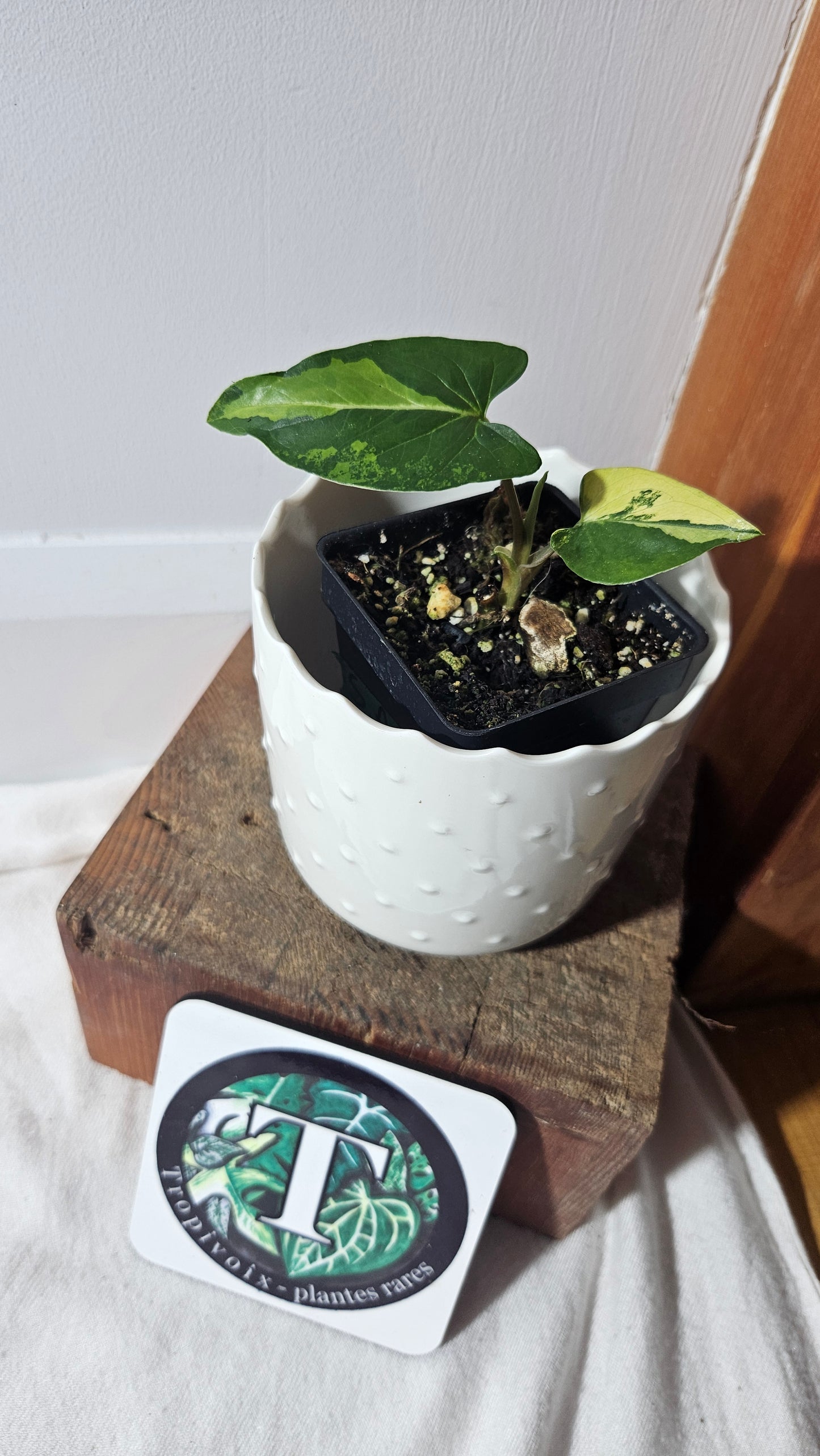 Syngonium Aurea (SYN-412)