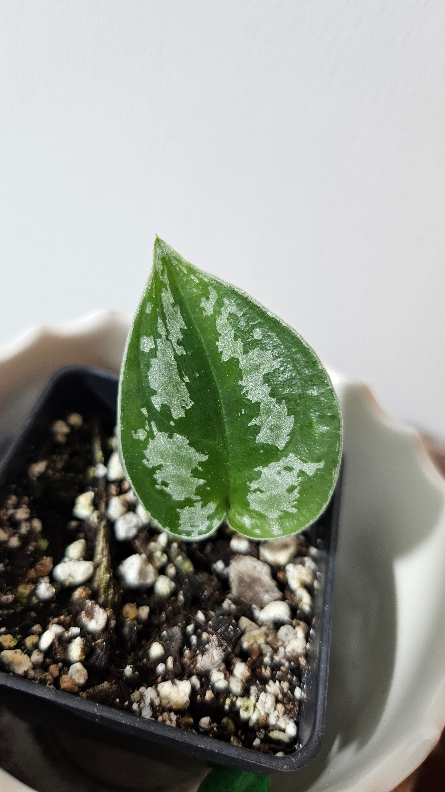 Scindapsus Dark Tricolore (SCI-1039)