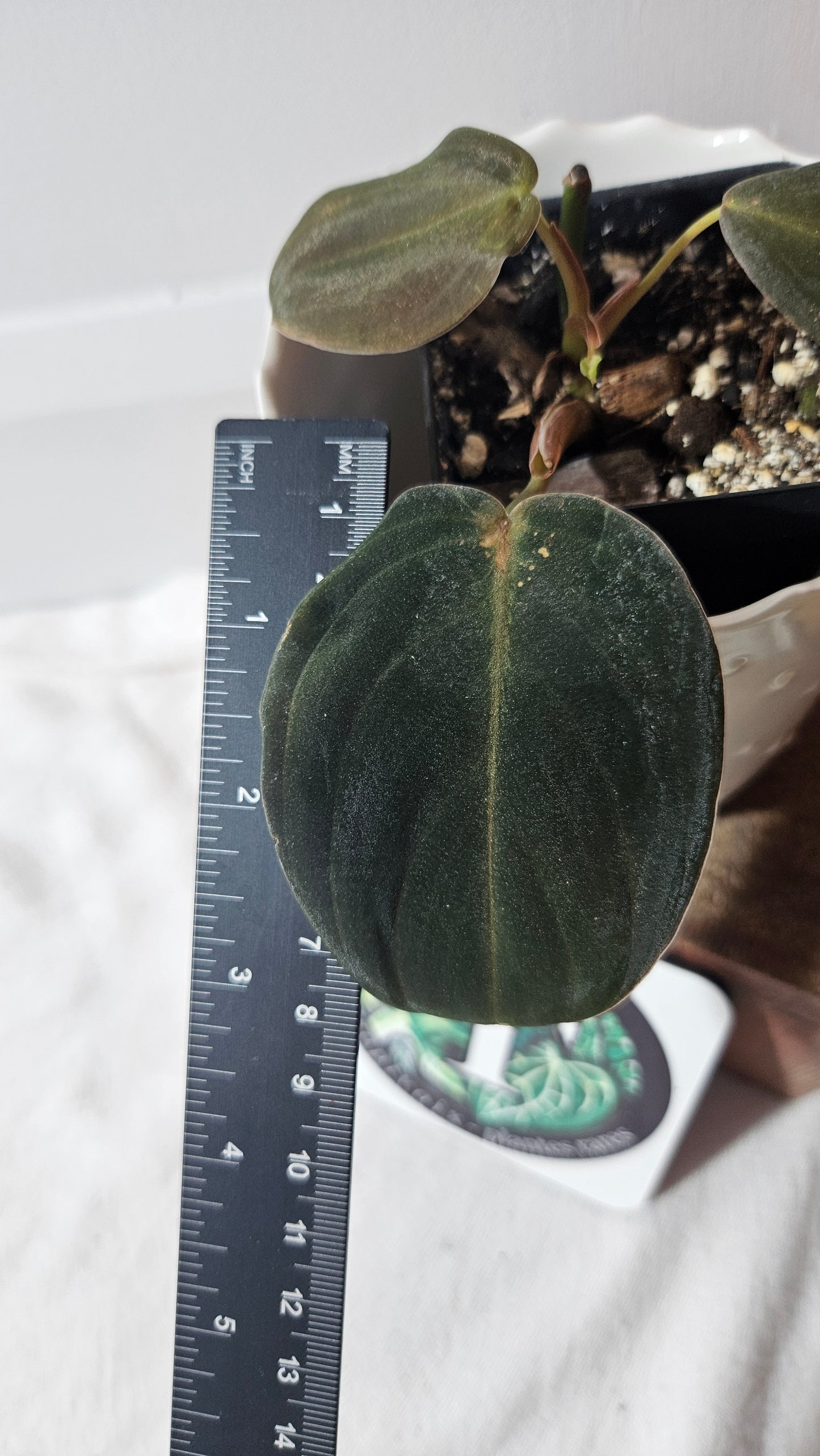 Philodendron Gigas (PHI-776)