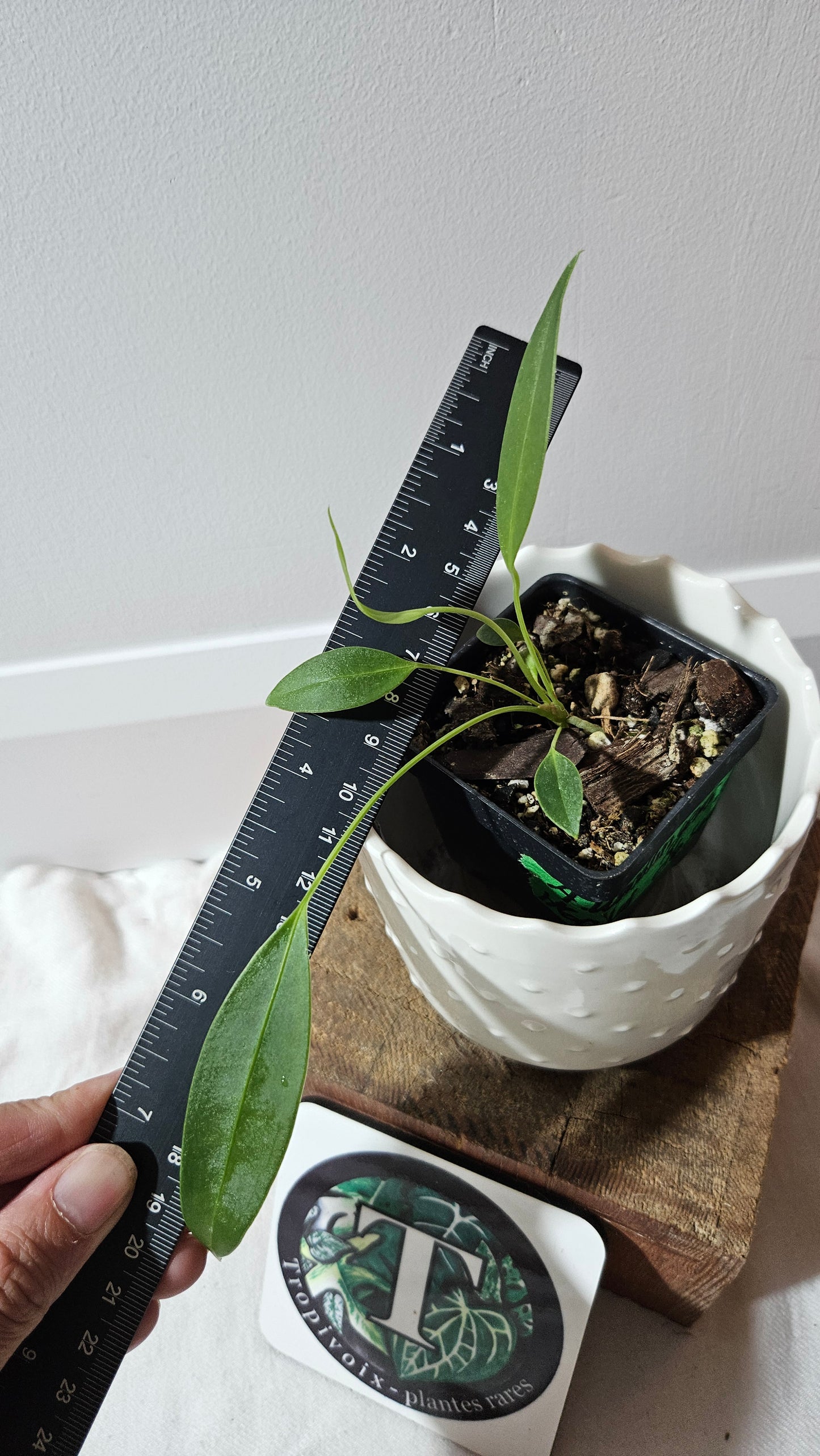Anthurium Wendlingeri Aff "format PETIT" (ANT-536)