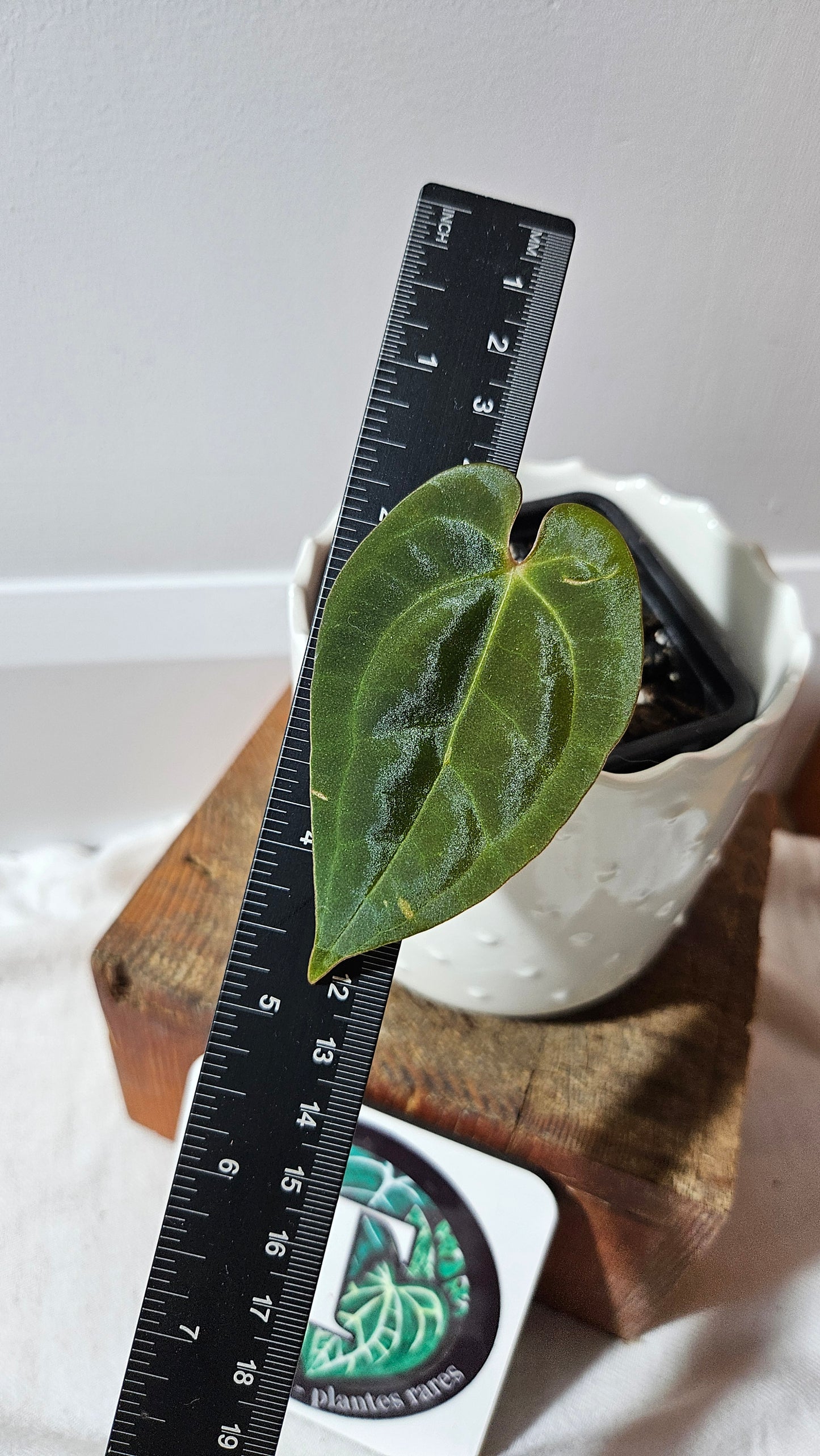 Anthurium Papillilaminum (d'équateur) "format PETIT" (ANT-186)